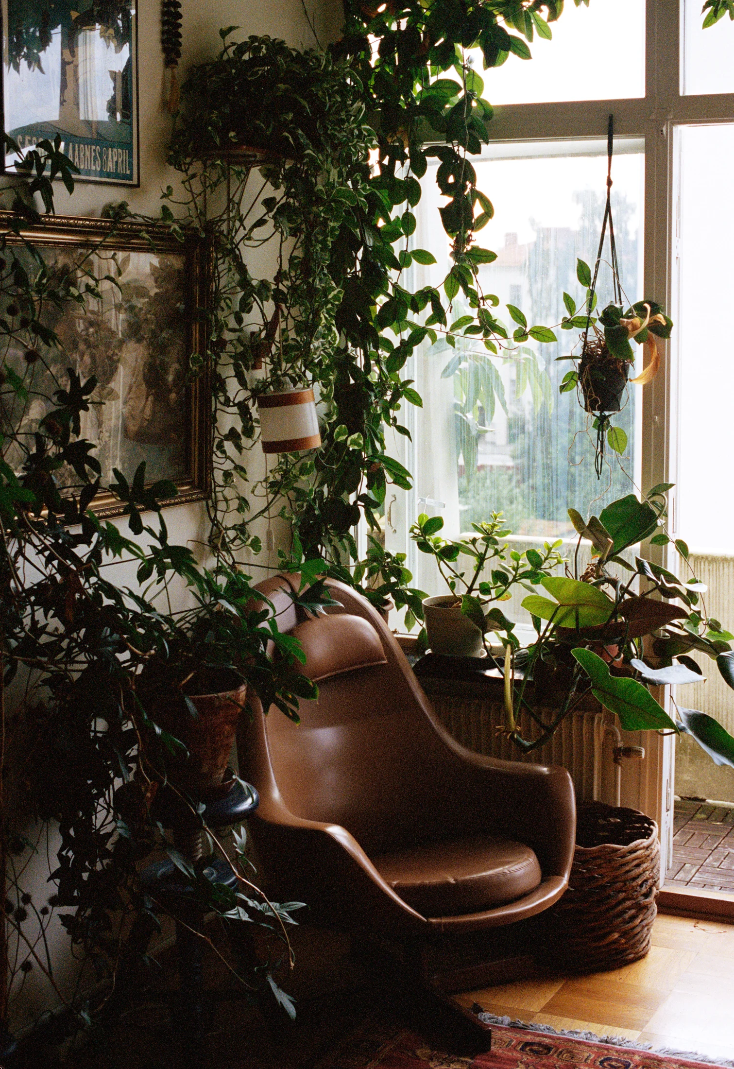 A cozy indoor space filled with various green houseplants, including potted plants on a shelf and hanging plants near a large window. There is a brown leather armchair beside the window, with a wicker basket on the floor in front of it. Framed artwor