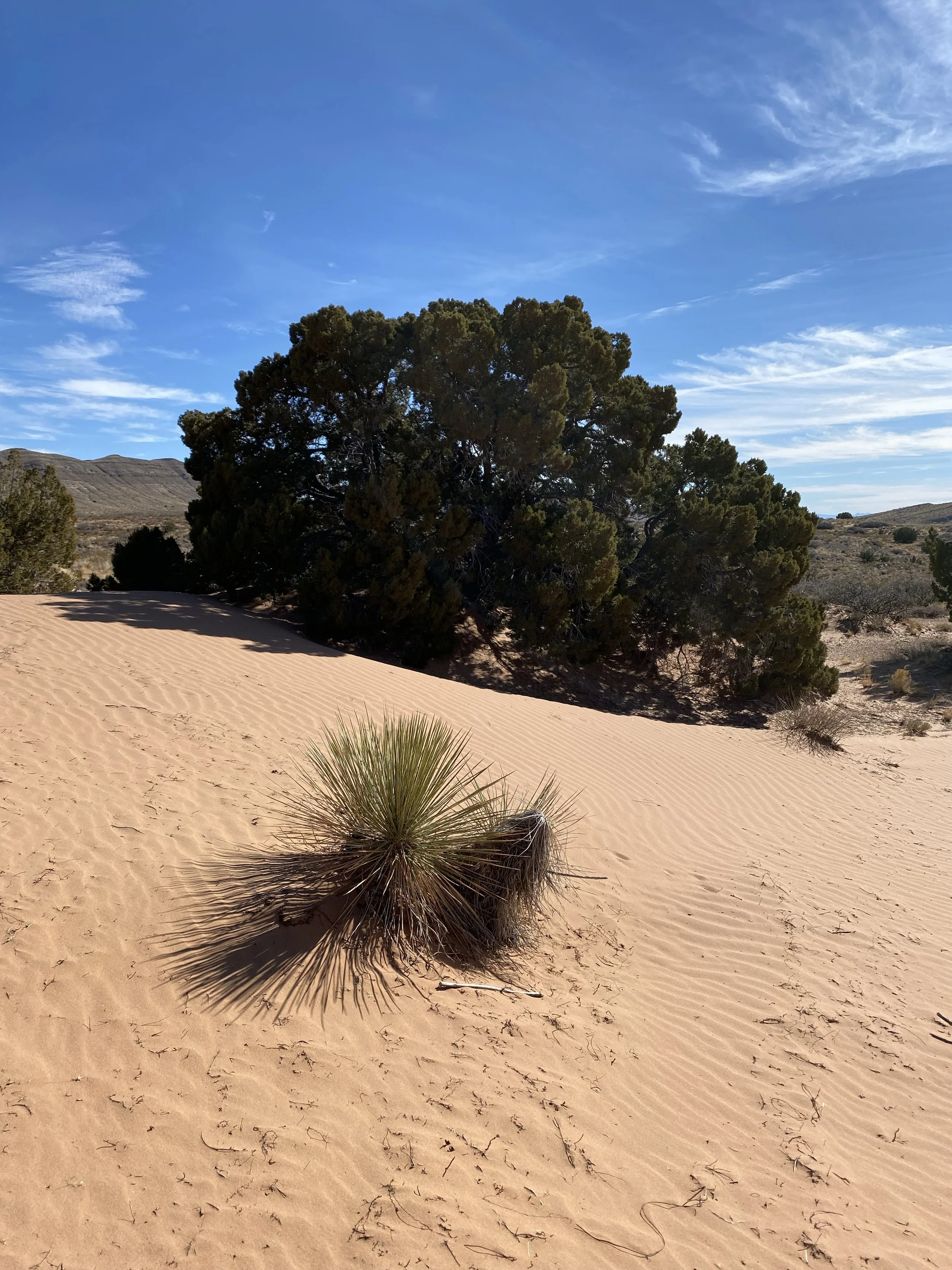 JR Seeger Author High Desert New Mexico5 copy.jpg