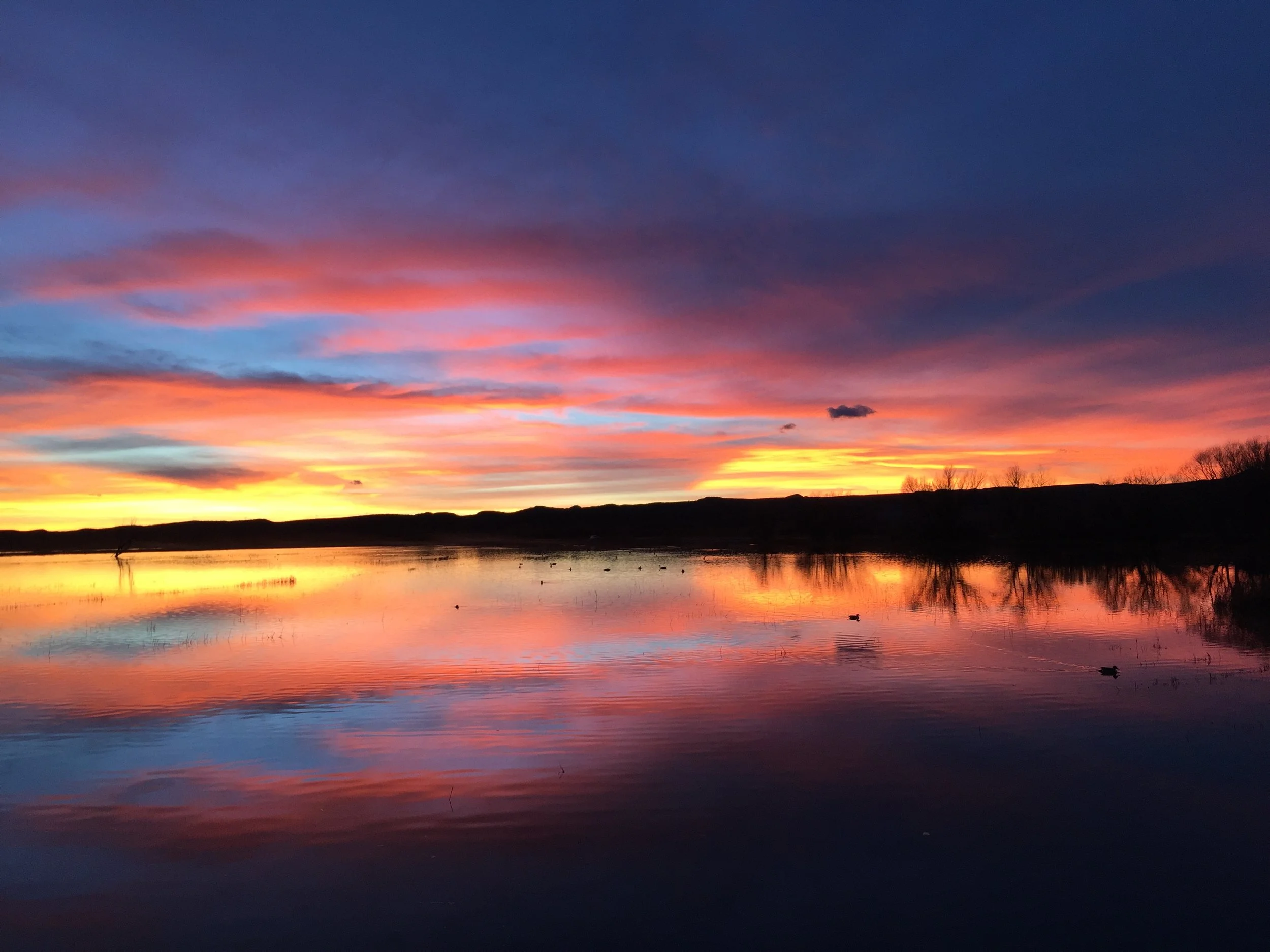 Bosque del Apache Sunsets
