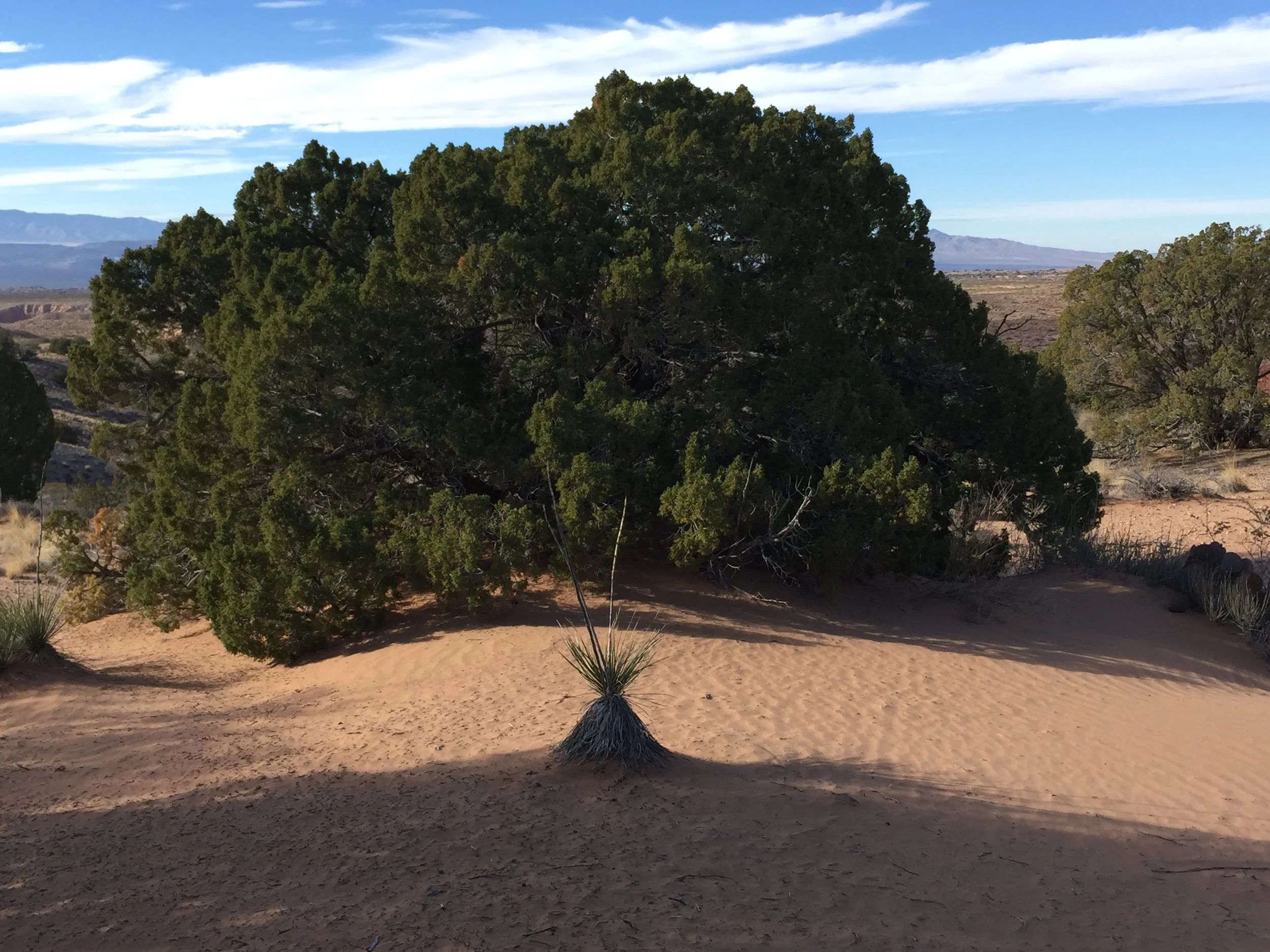 JR Seeger Author High Desert New Mexico2.JPG