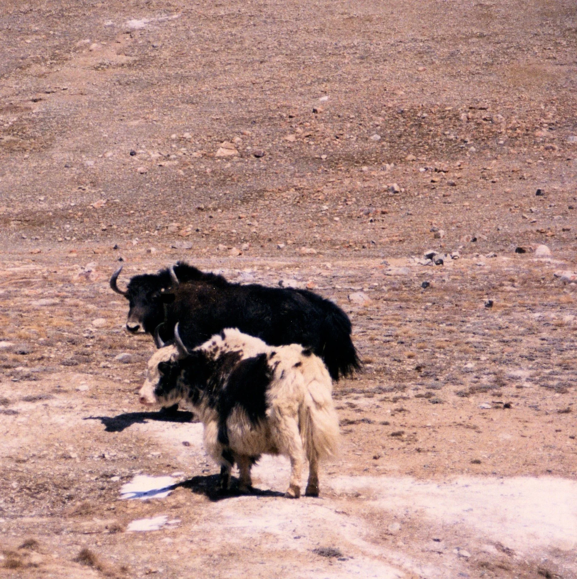hunza (7).JPG