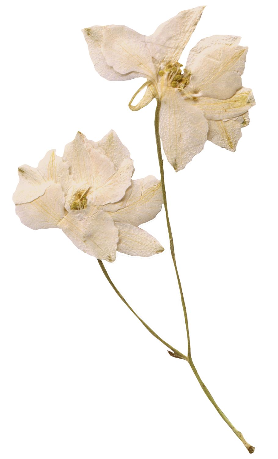 Cream-colored dried flowers with petals and stamens, associated with the silk floss tree.