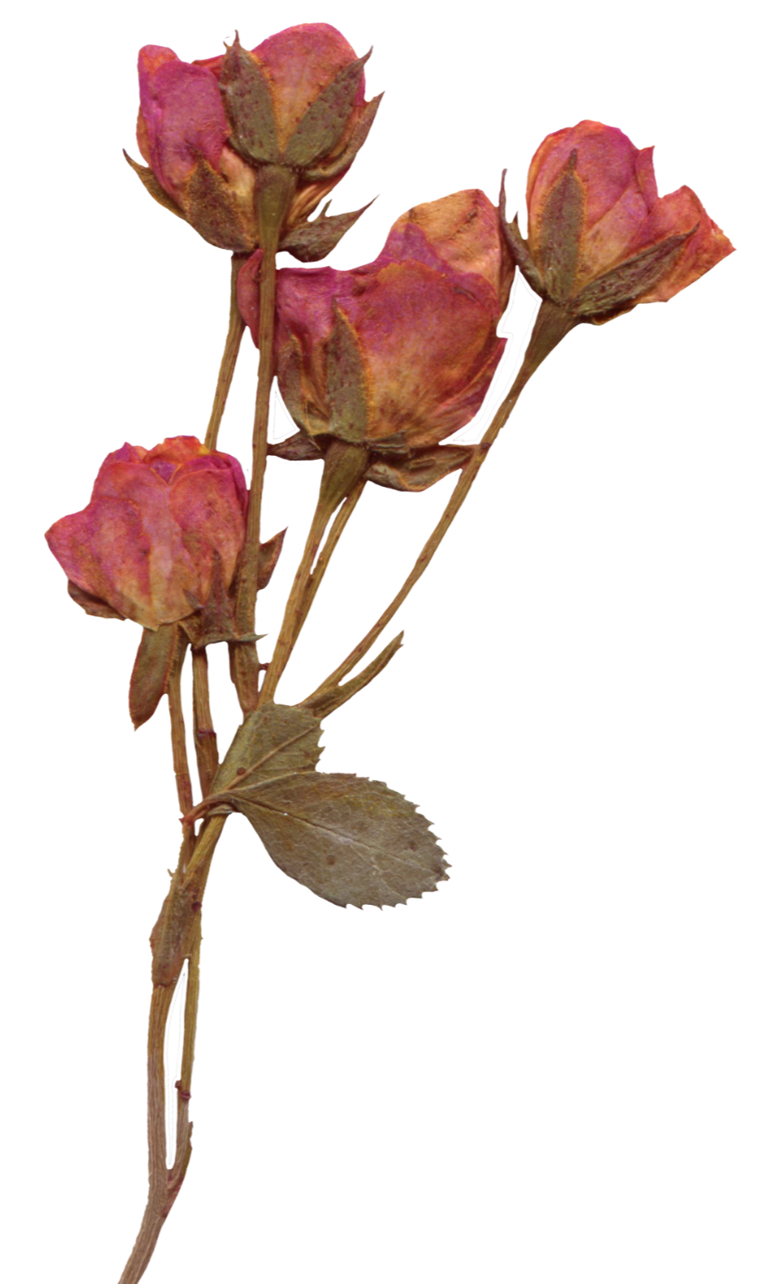 A close-up of four dried pinkish-orange roses with brown stems and leaves.