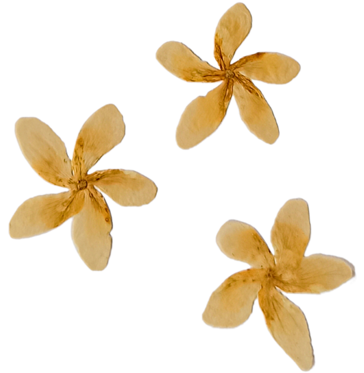 Four beige flowers with rounded petals isolated on black background.