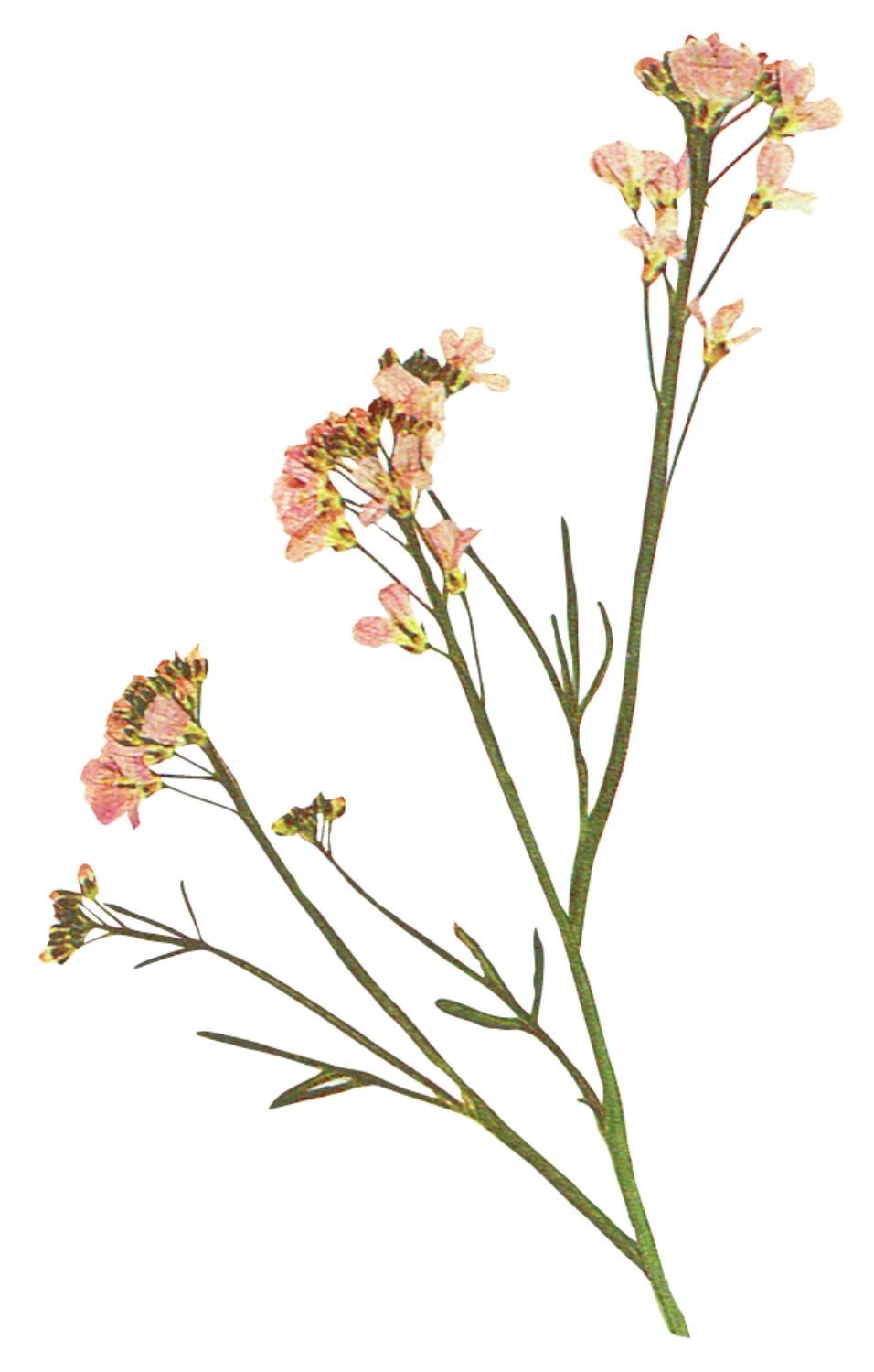 A sprig of pale pink flowers with green stems and leaves on a black background.