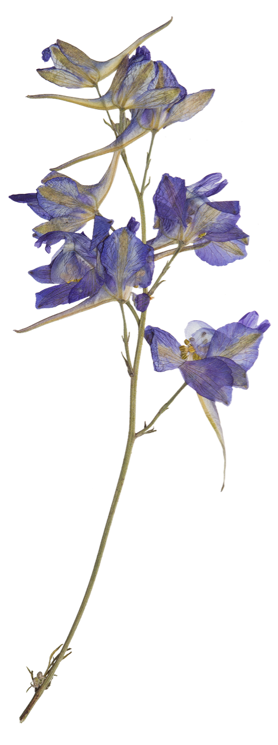 A stem with multiple purple and beige flowers and green buds.