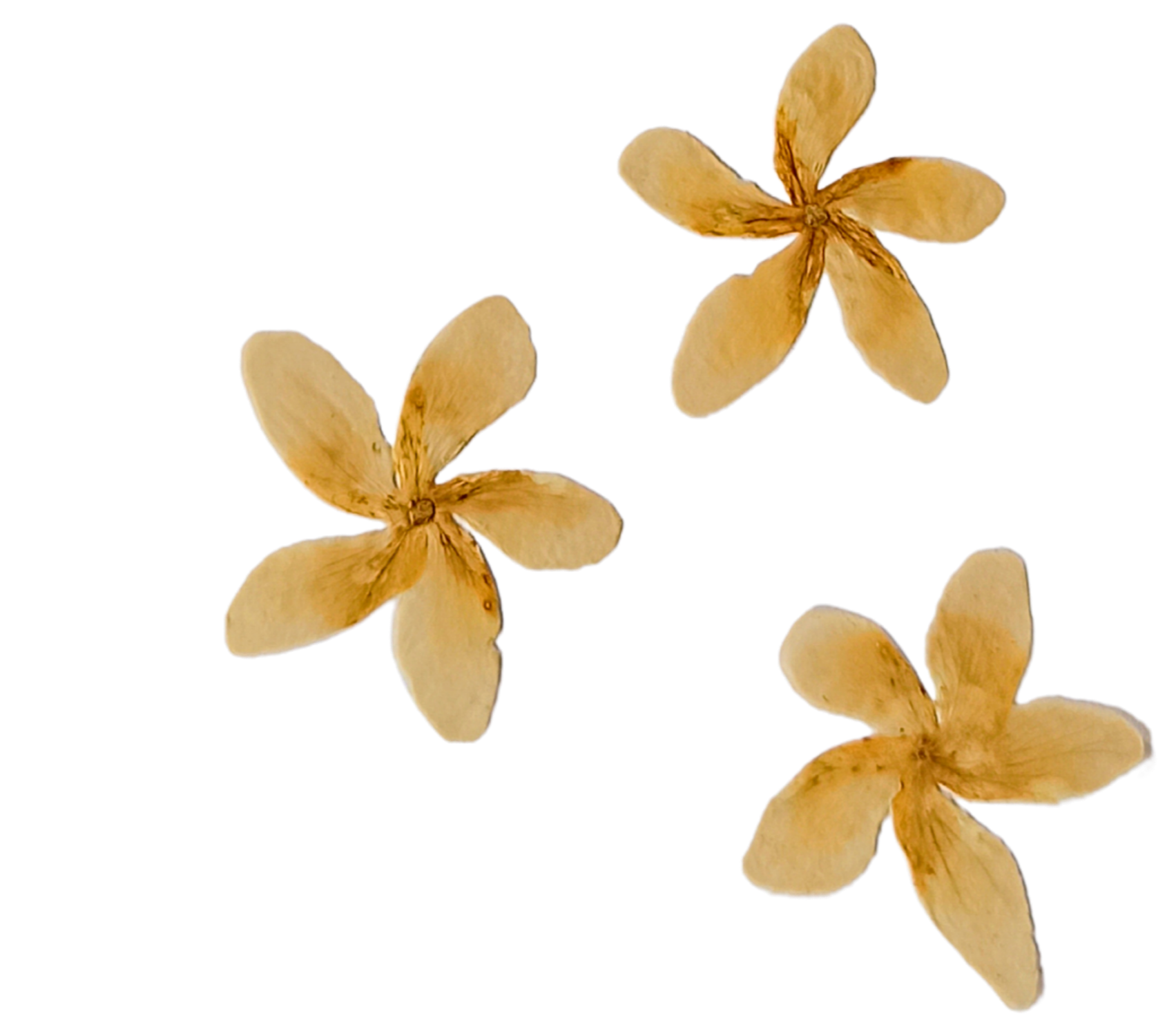 Yellow orchid flowers with five petals each, arranged in a star shape, isolated on a black background.