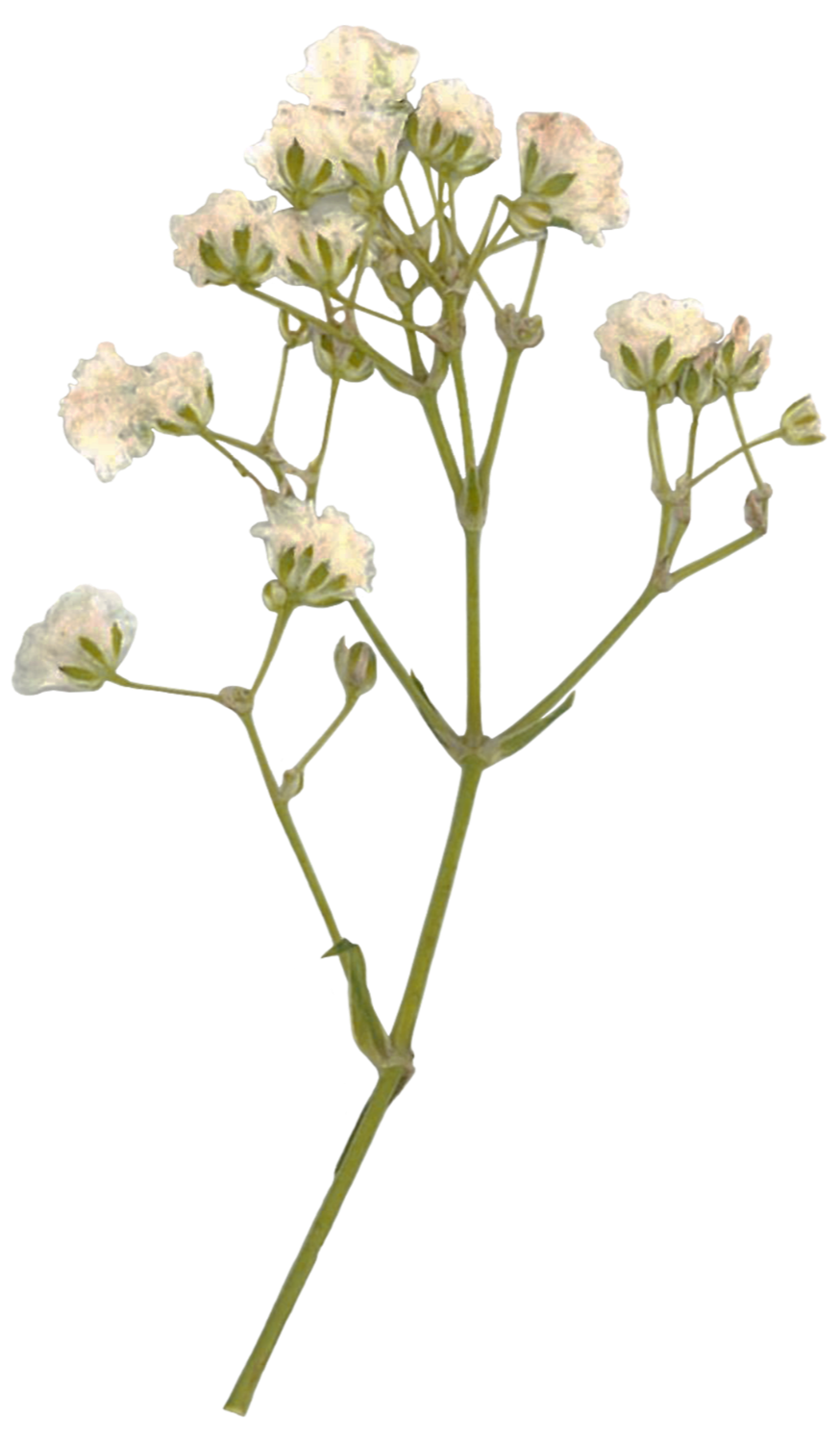 A sprig of white flowers with small, clustered blossoms and green stems.
