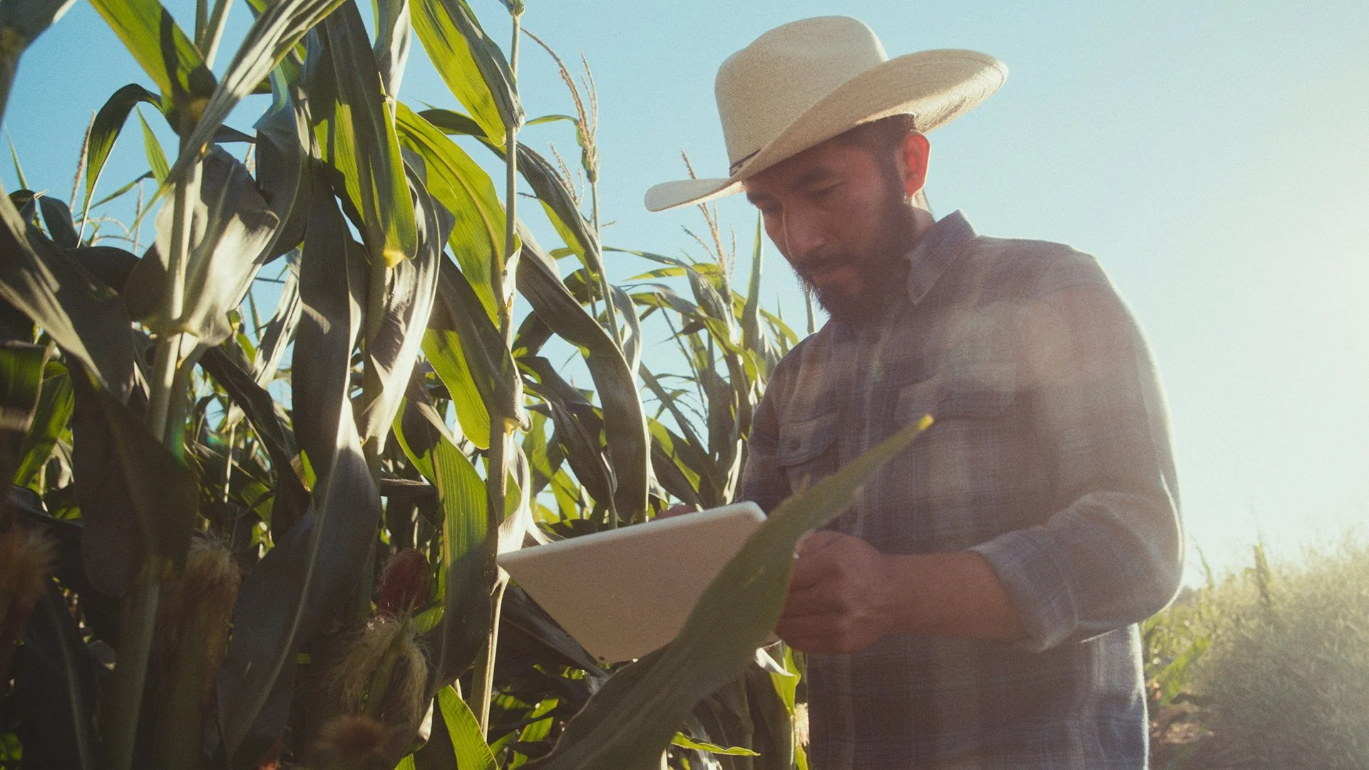 Farmer in a corn field looking at a tablet 
