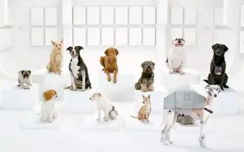 The Bark Side