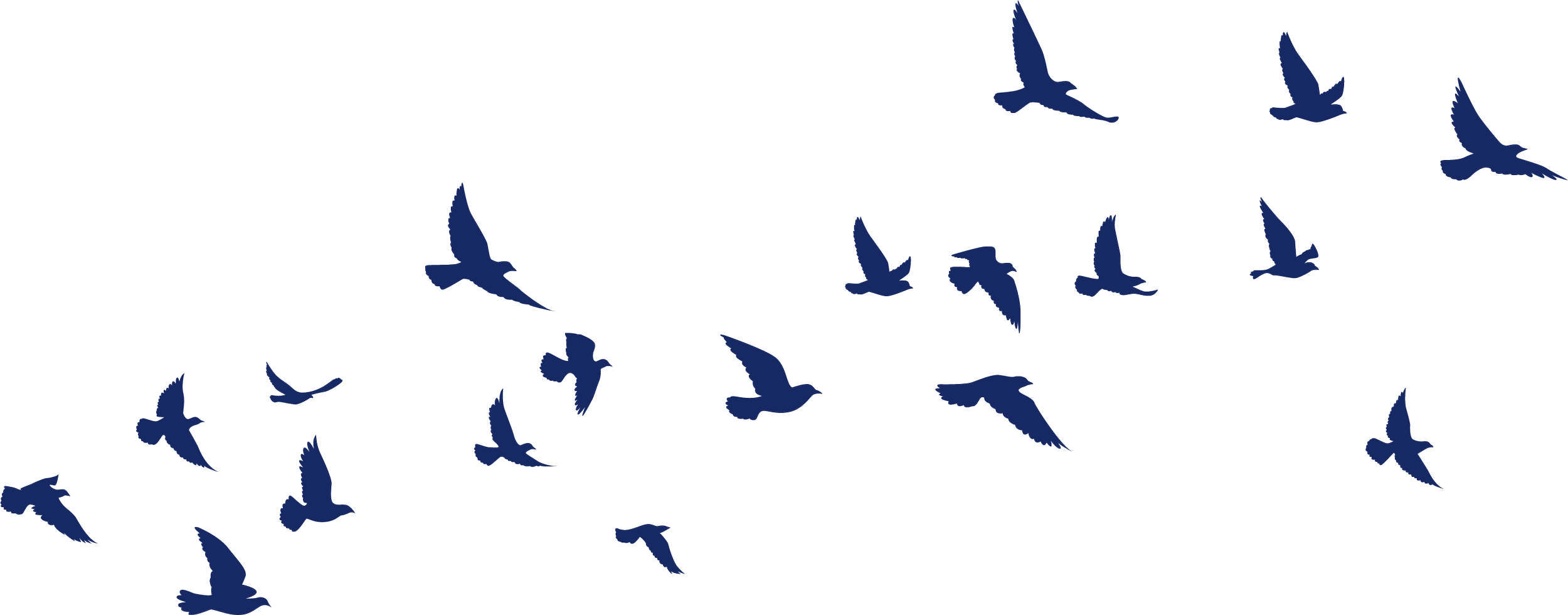Silhouette of flying birds in various positions and sizes.