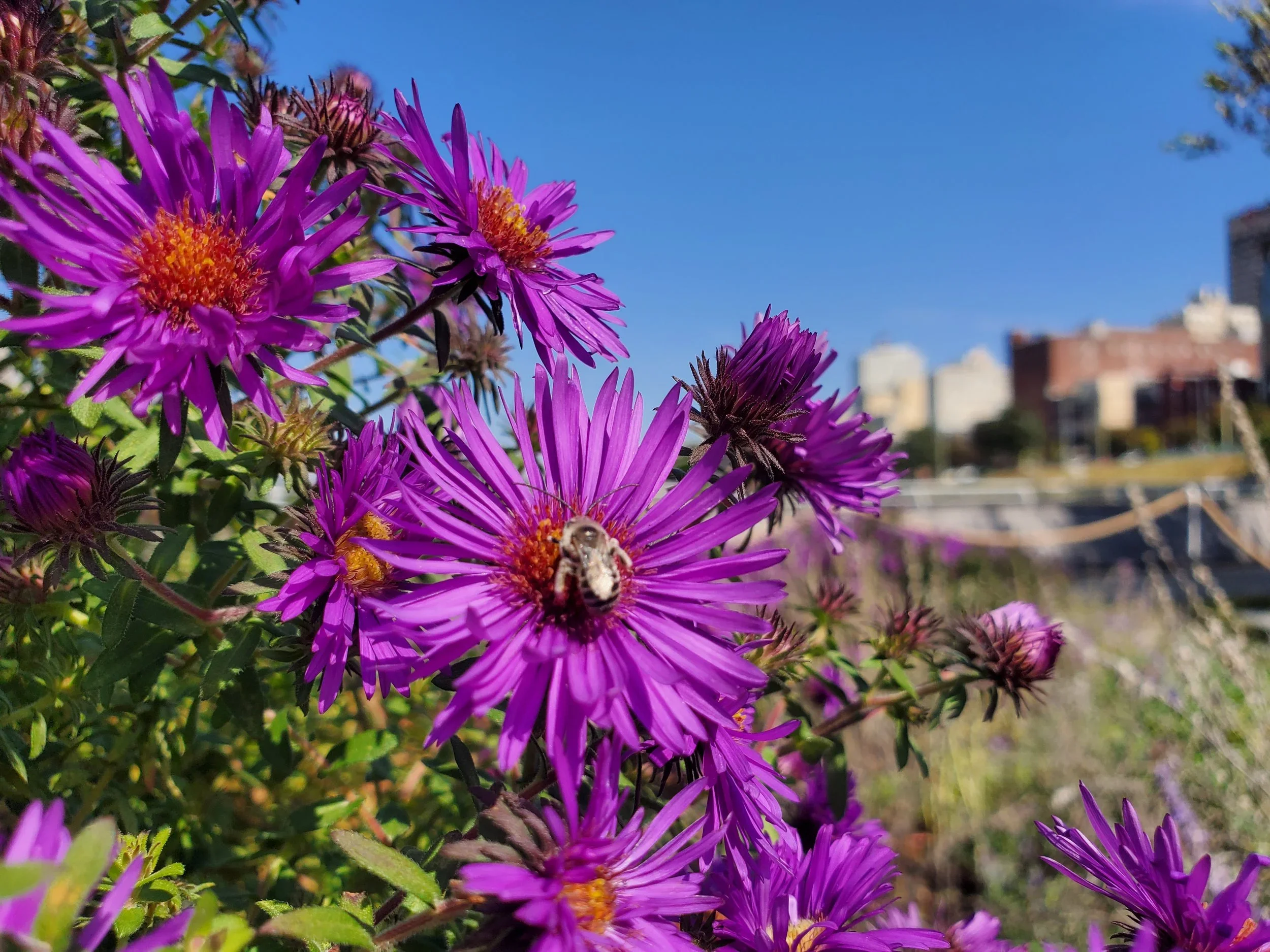 Hey, Memphis! Ours is a riverfront for everyone – including pollinators