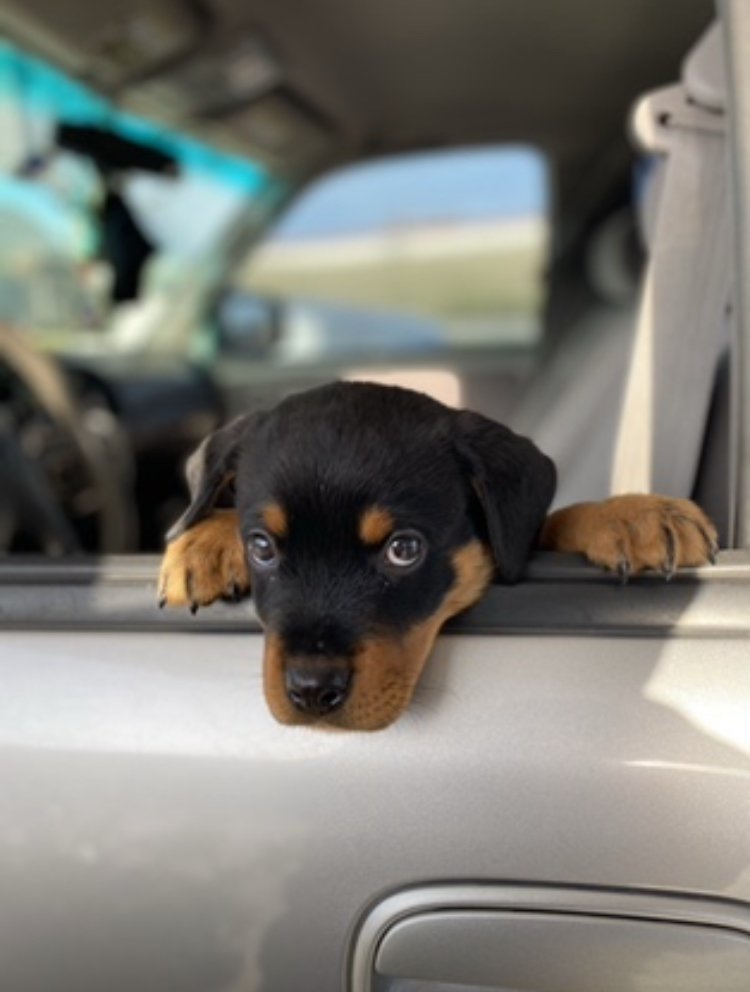 Puppy Core Foundations