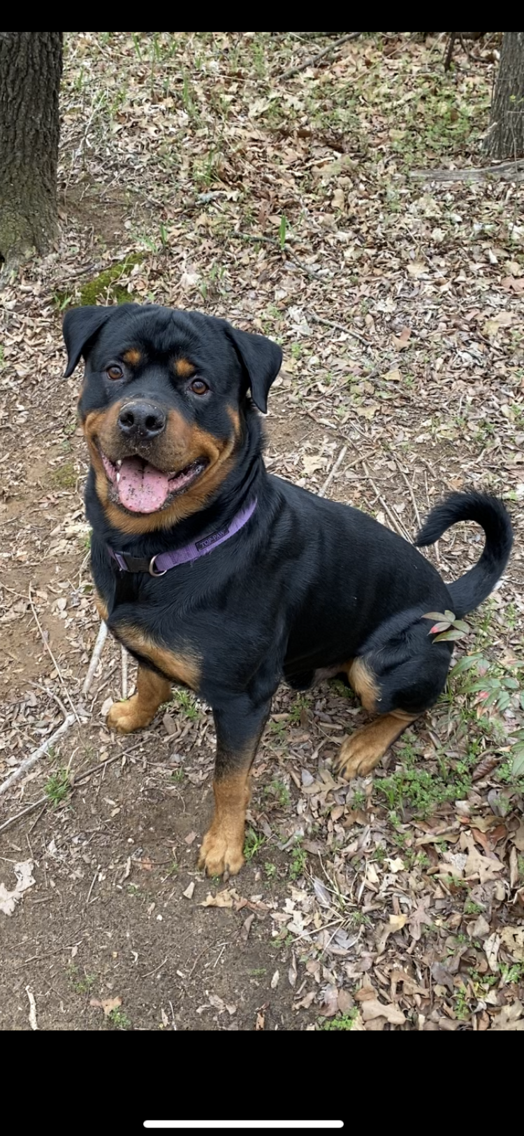 A happy black and tan dog sitting outdoors with distractions and staying like and obedient dog