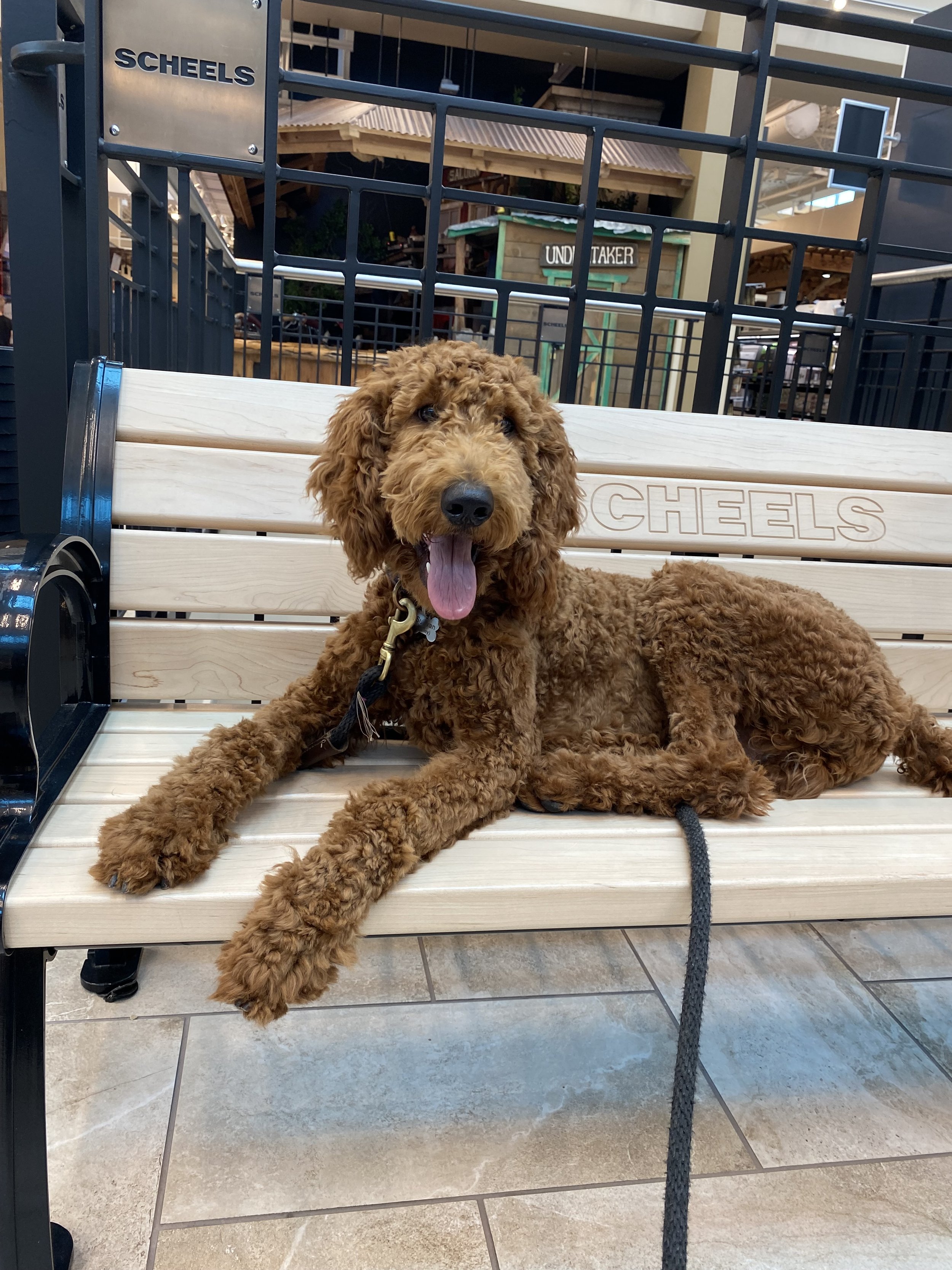 A brown, curly-coated dog with a happy expression, sitting on a light-colored wooden bench in a shopping mall or similar indoor area.