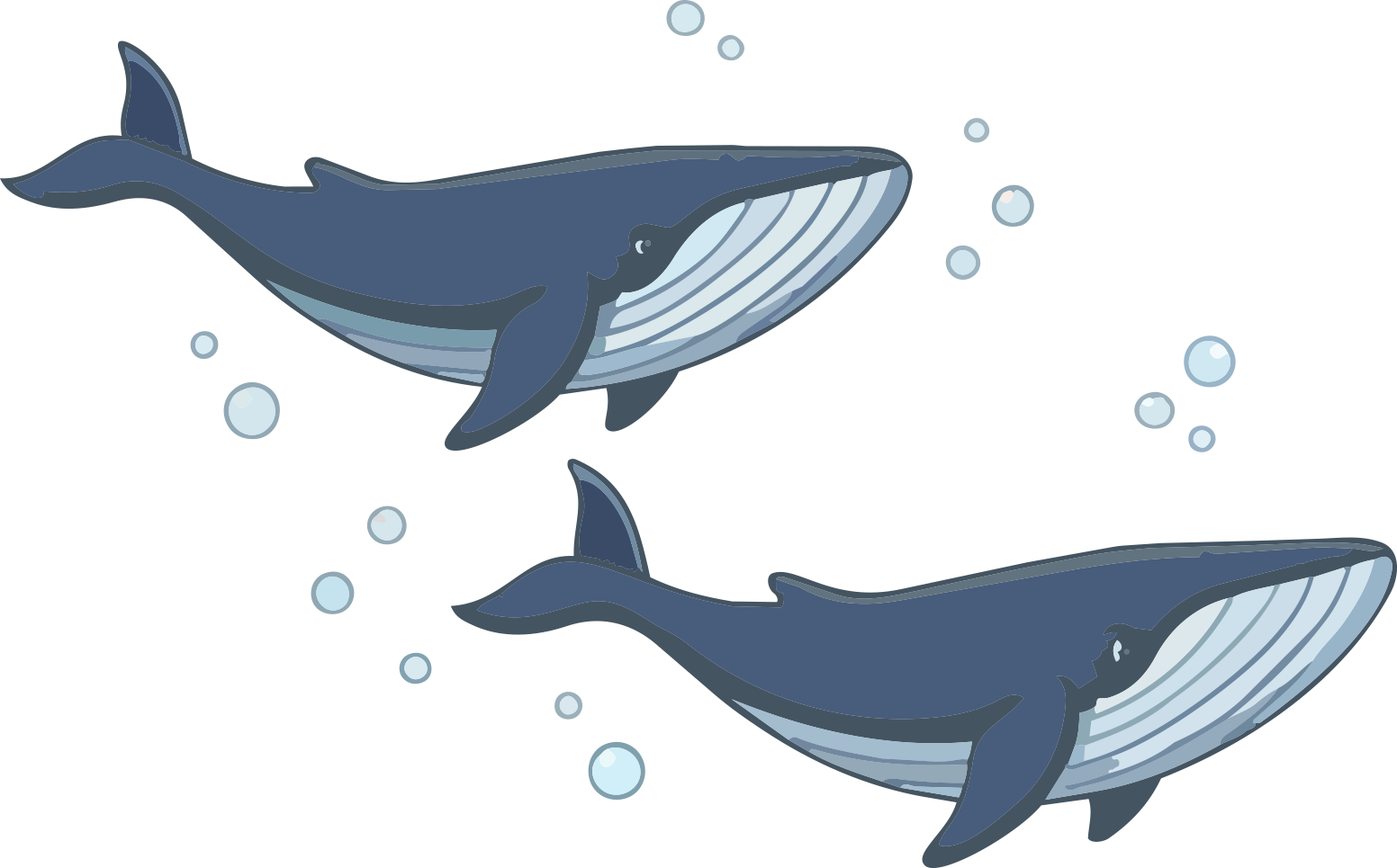 The Blue Whale