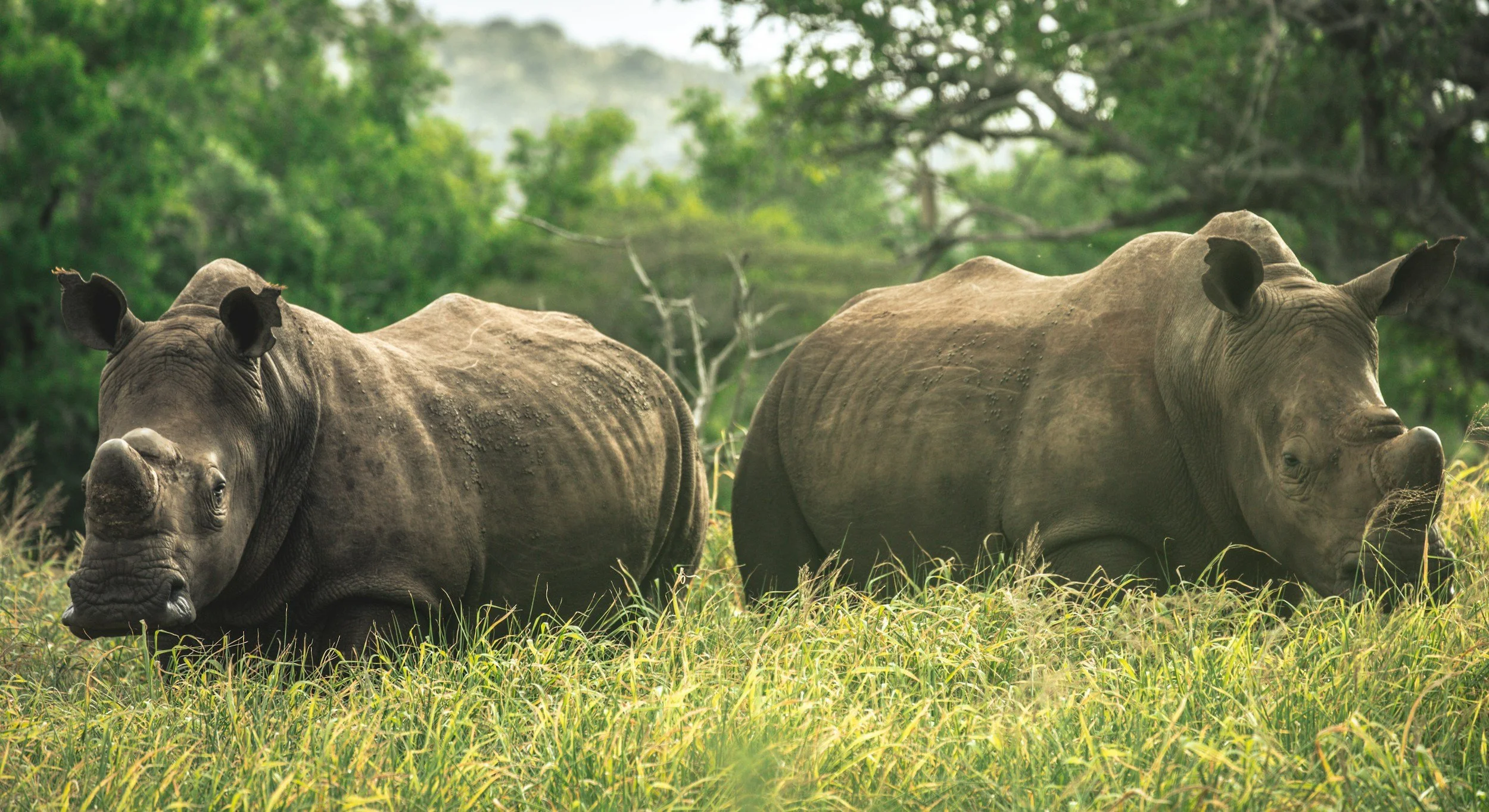 Two rhinoceroses grazing in a lush green savannah with trees in the background.