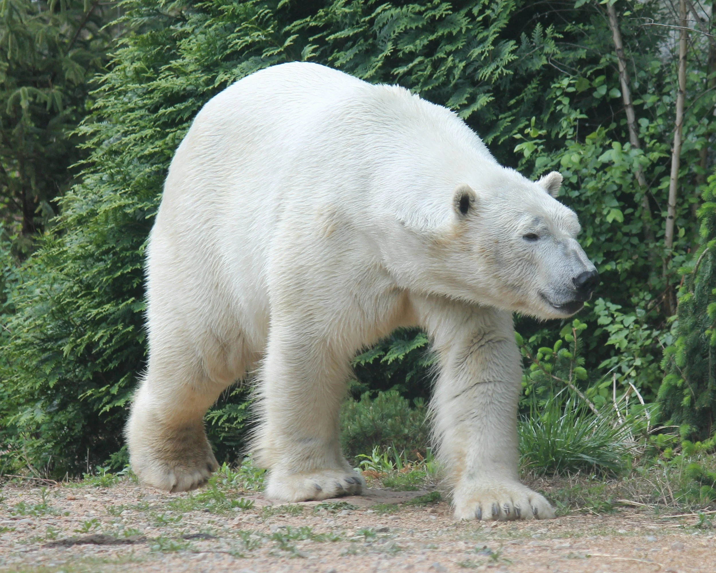 A large white polar bear walking on grassy terrain surrounded by green trees and bushes.