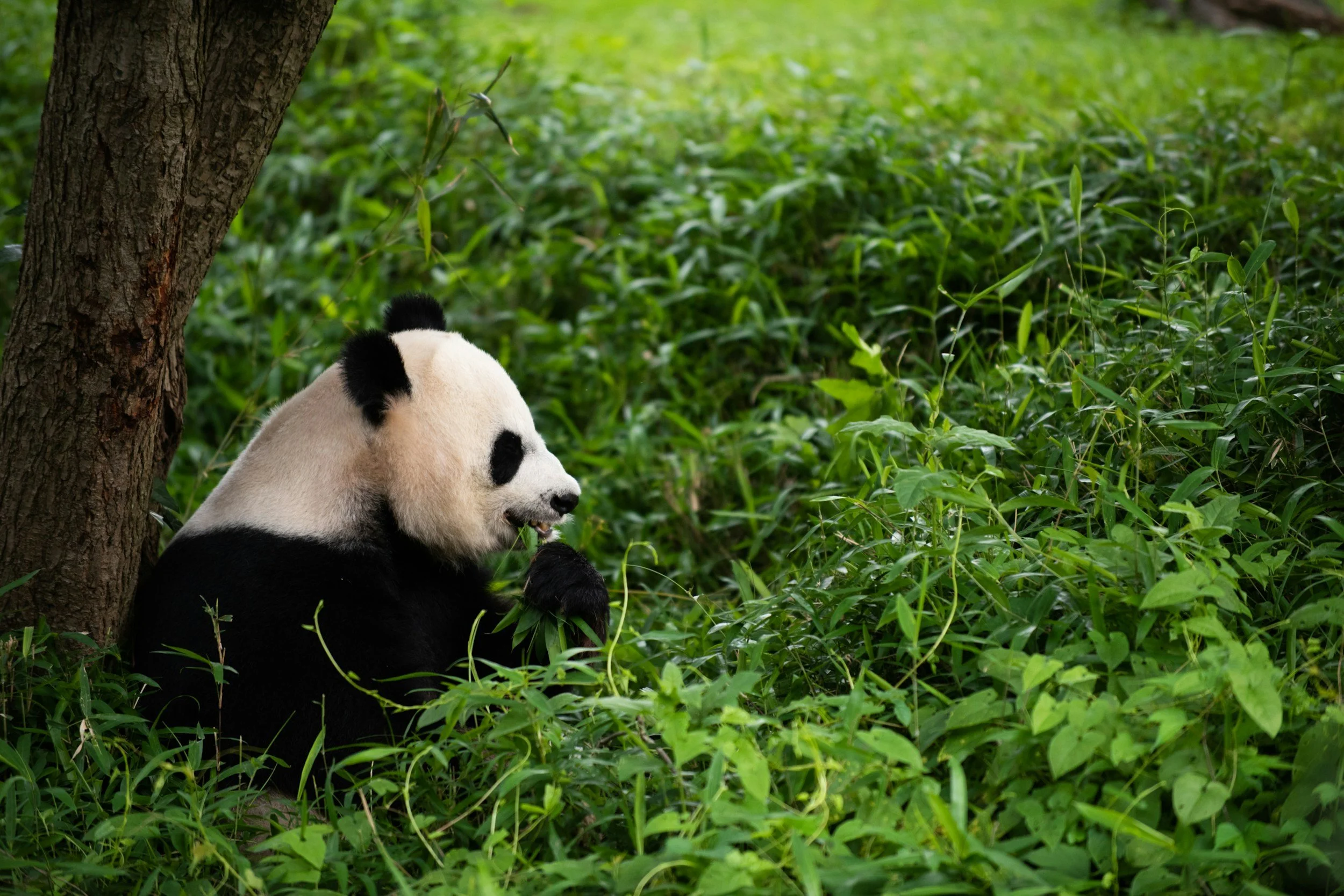 A panda bear resting among green foliage near the trunk of a tree.