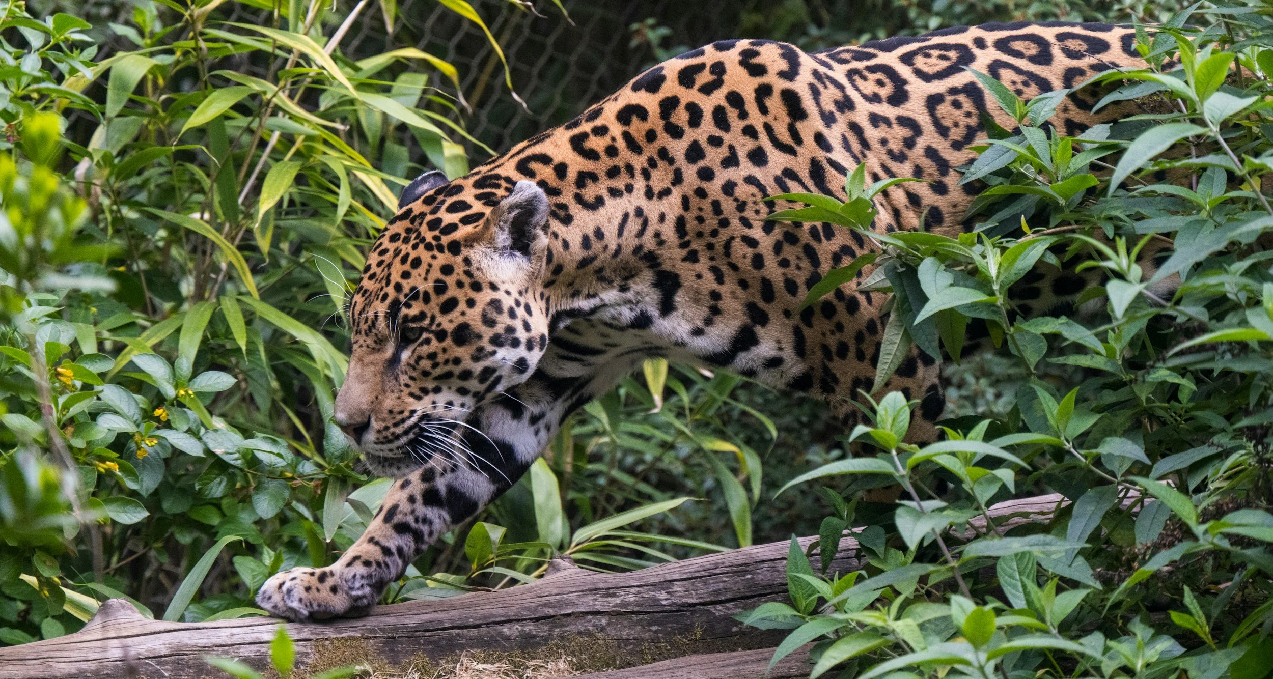 A jaguar walking through green foliage and resting on a tree branch.