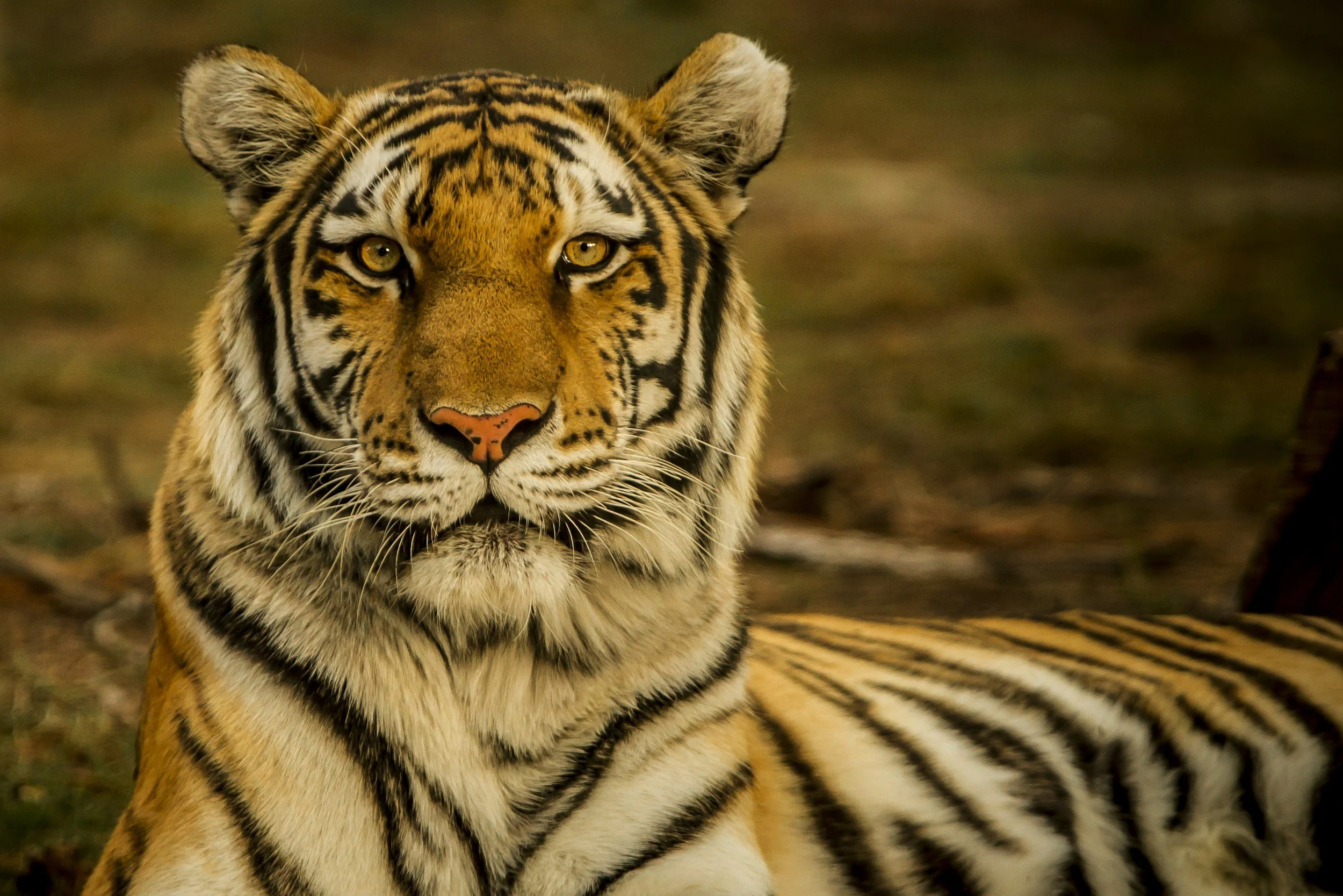 A close-up of a tiger lying on the ground, staring directly at the camera with a focused expression.
