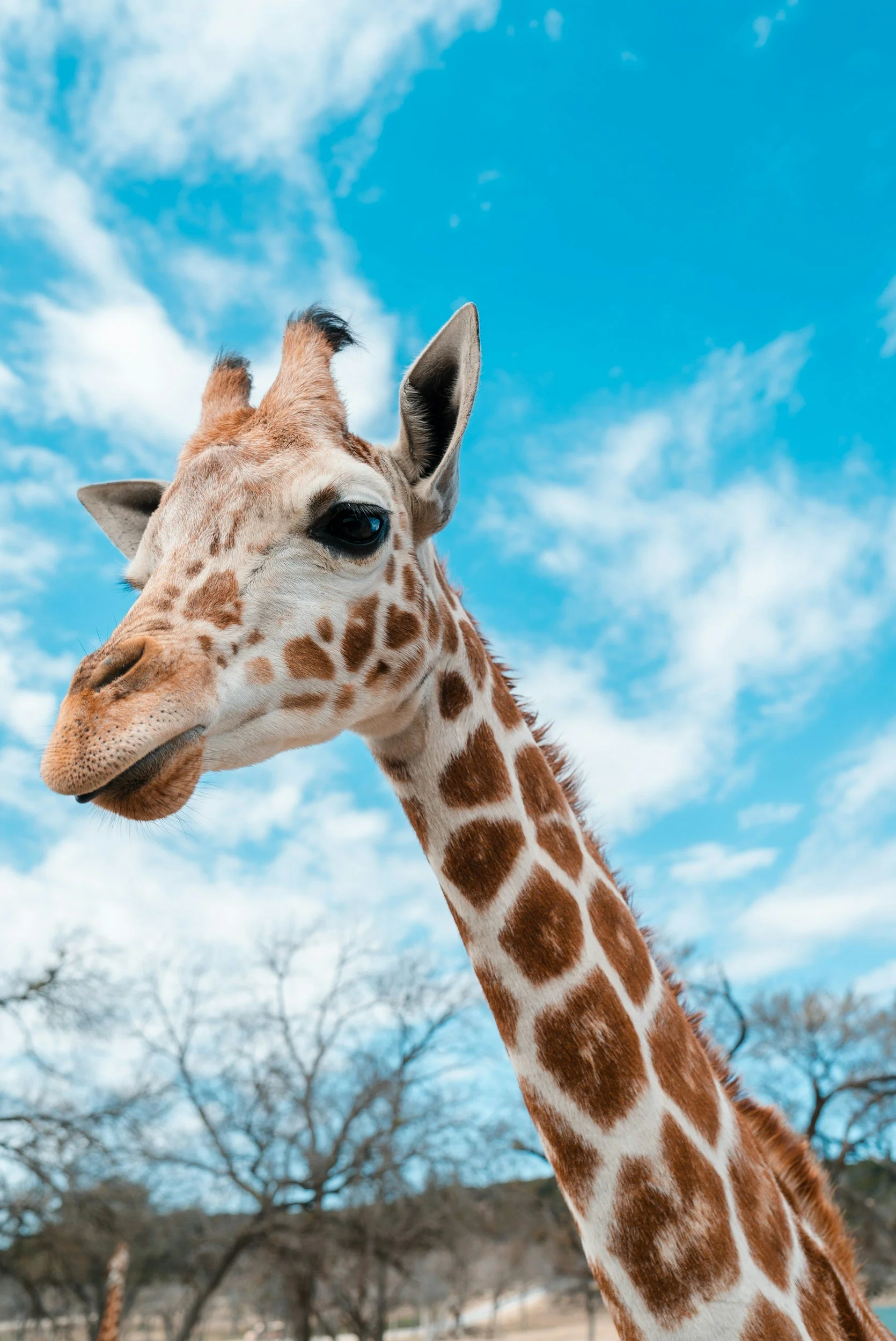 Close-up of a giraffe's head against a bright blue sky with a few clouds and trees in the background.