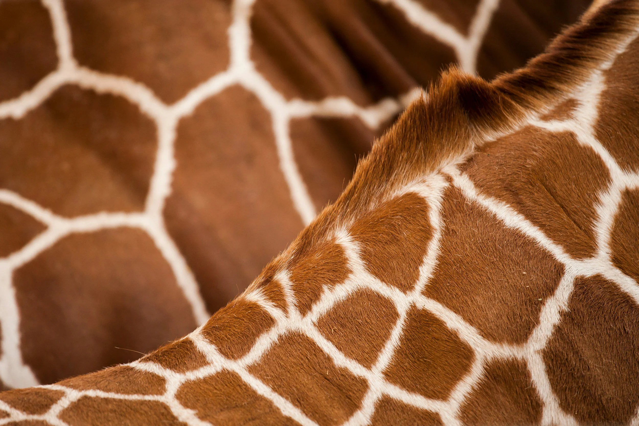 Close-up of a giraffe's neck and body showing its characteristic brown and white patch pattern.