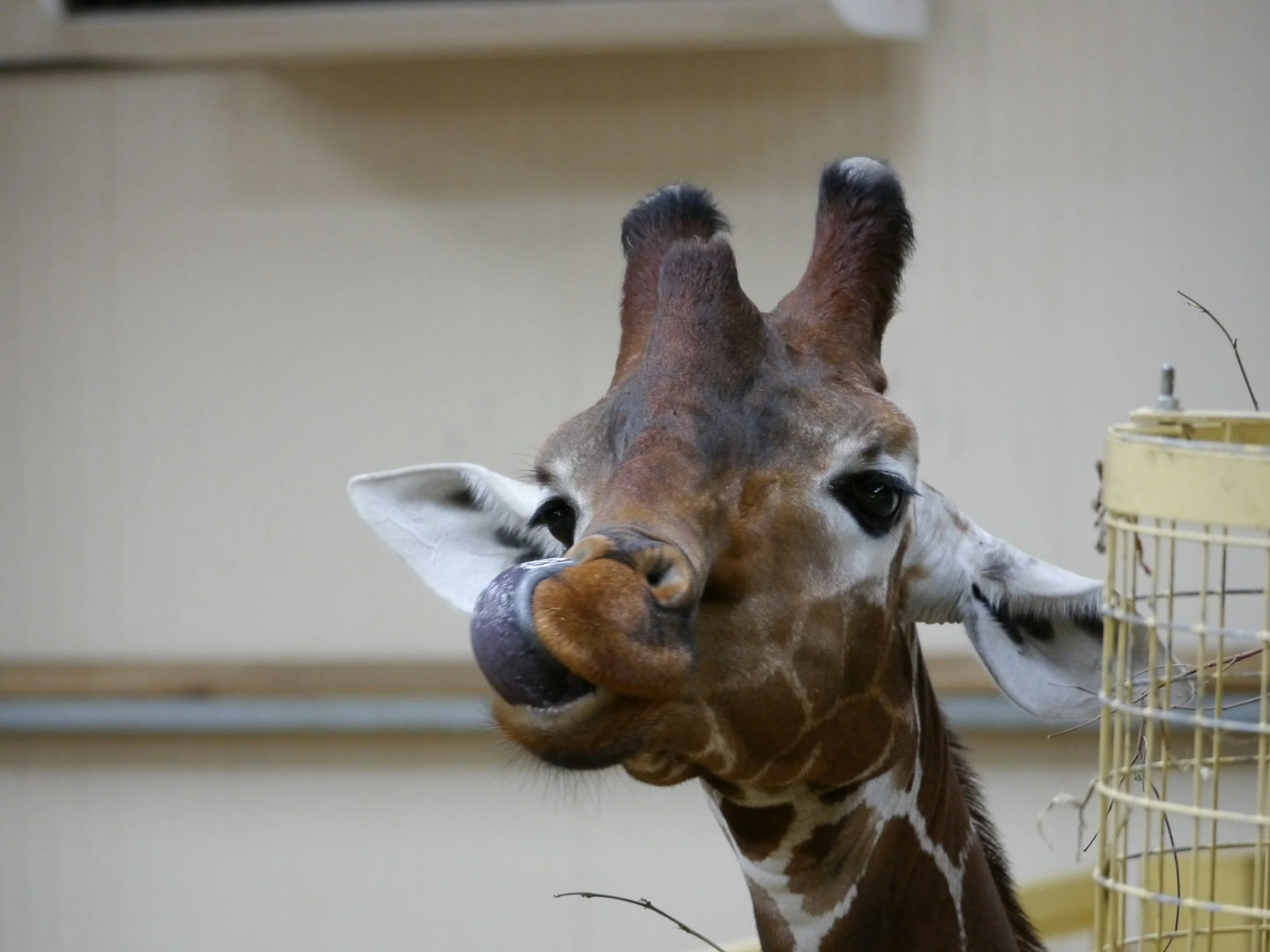 Close-up of a baby giraffe looking into the camera with a neutral background.