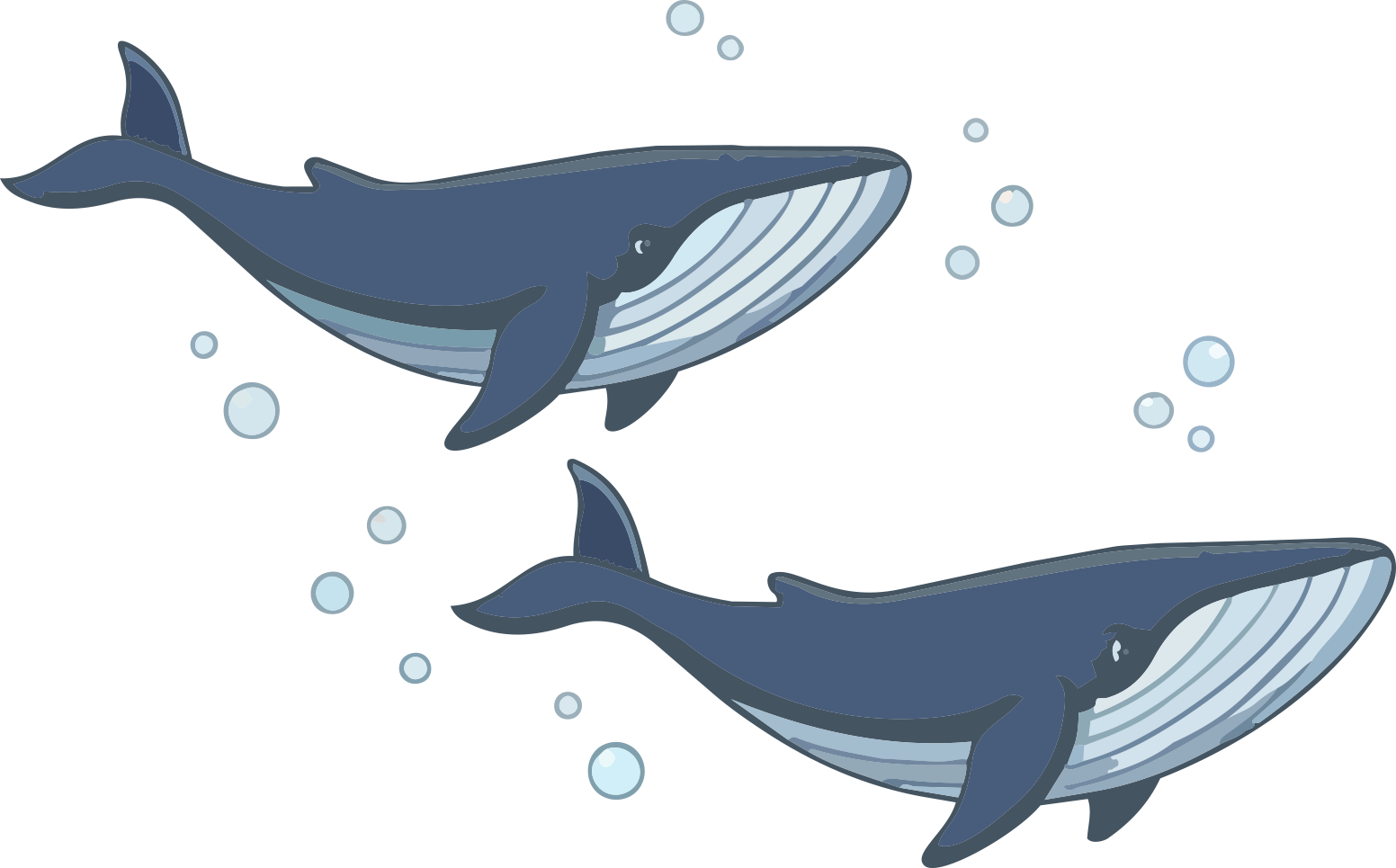Illustration of two blue whales swimming with bubbles around them.