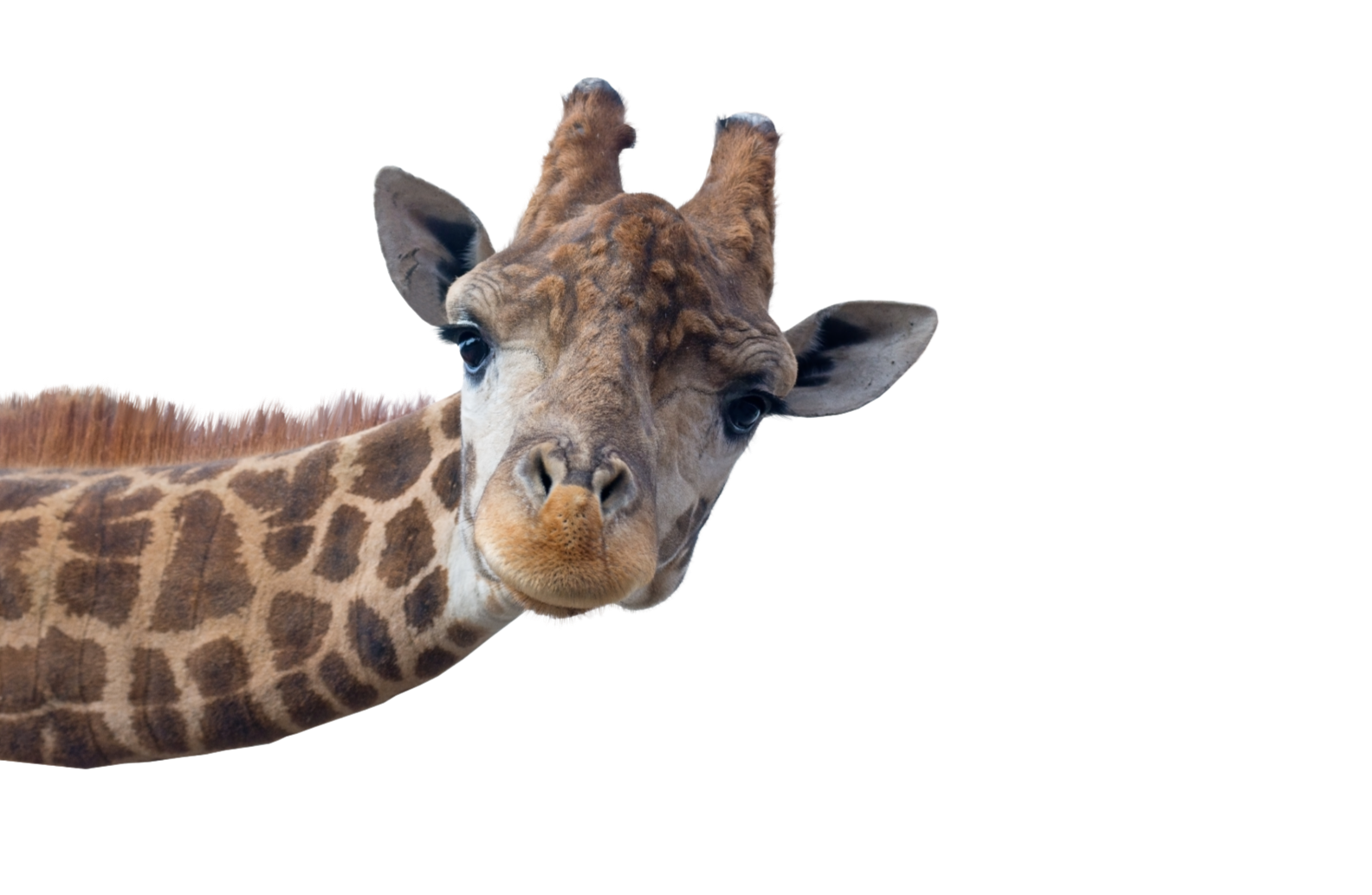 Close-up of a giraffe's face and neck, showing its patterned fur and ossicones, with a neutral background.