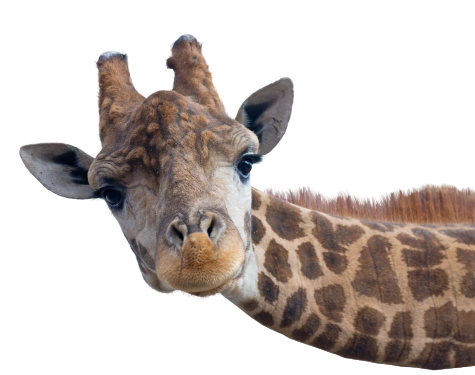 Close-up of a young giraffe's head and neck, showing its brown coat with darker patches and ossicones on top of its head.