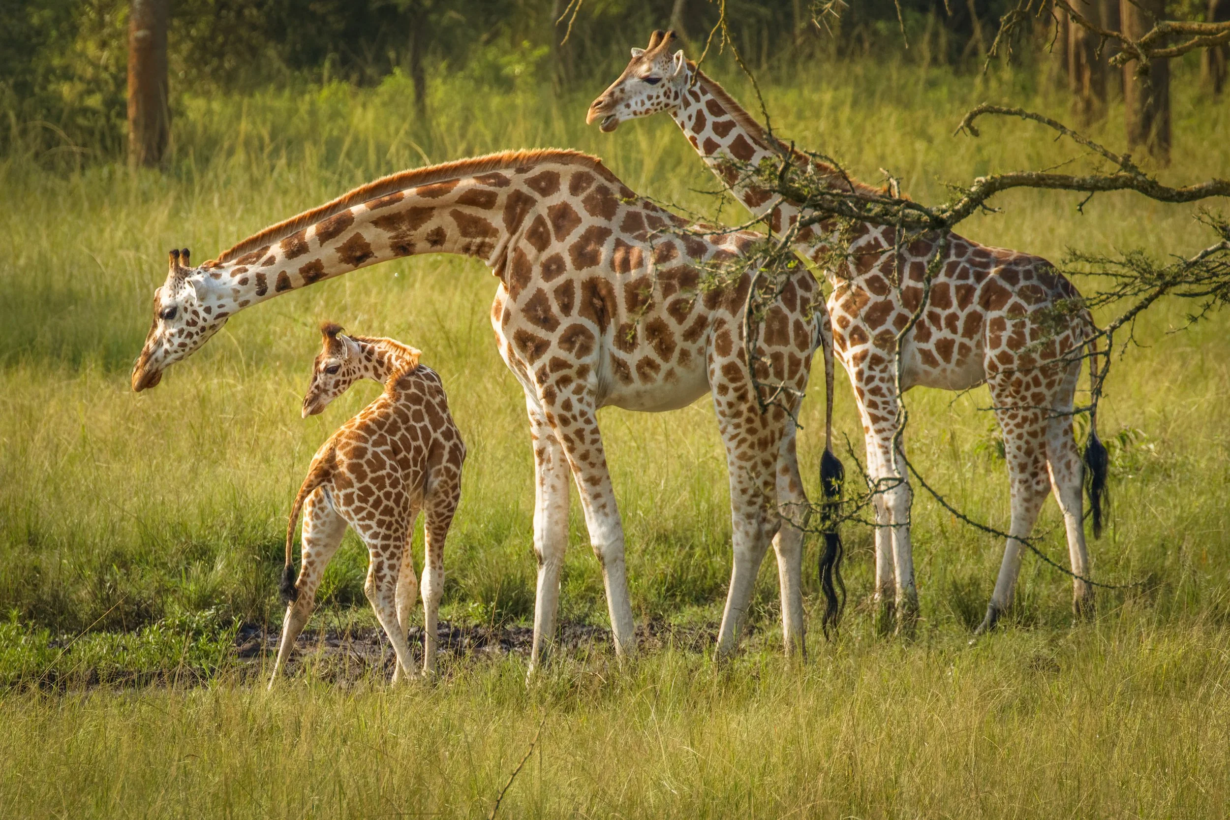 A group of four giraffes, including a small baby, standing on green grassy land with trees in the background.