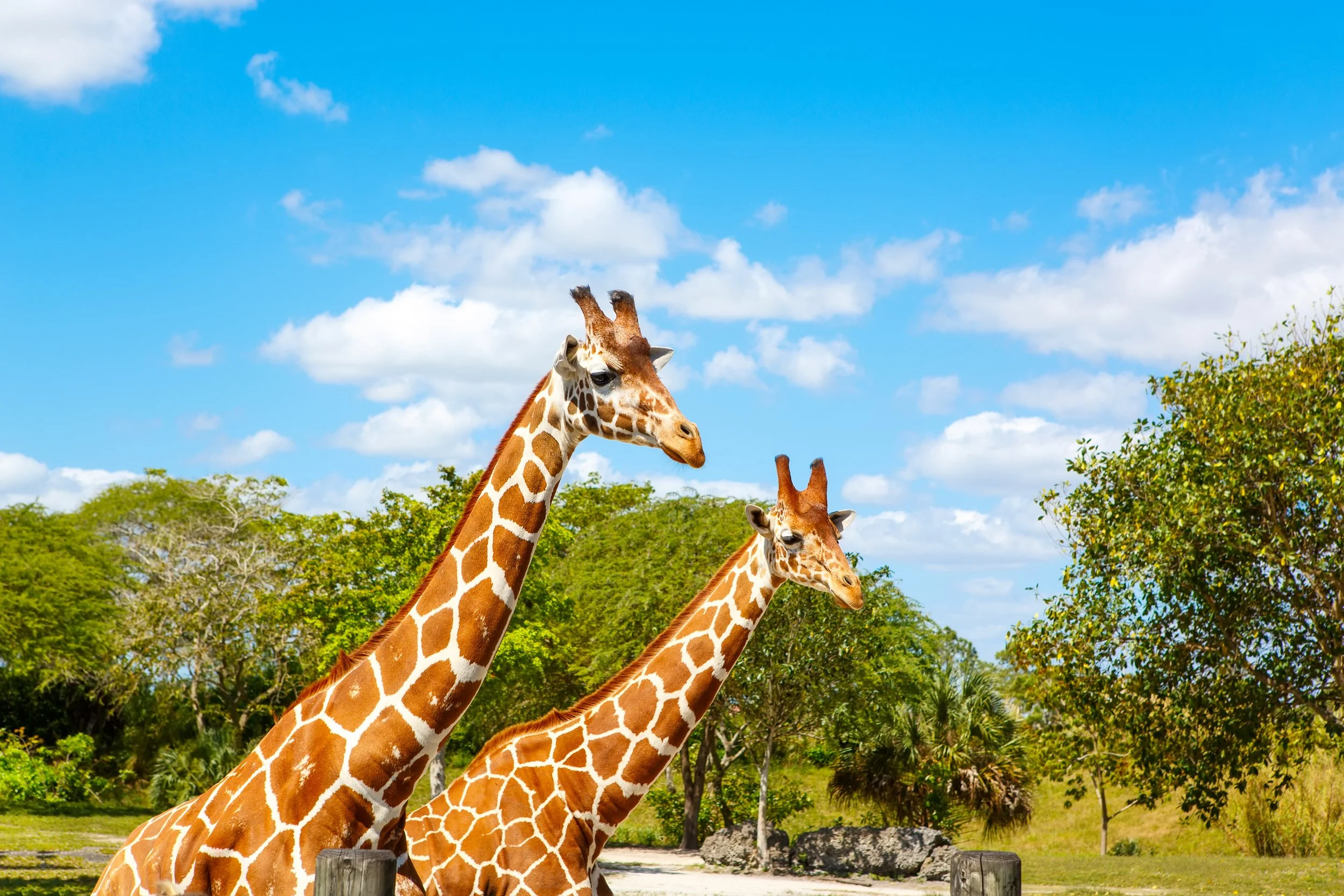 Three giraffes standing outdoors against a background of green trees, bushes, and a partly cloudy blue sky.