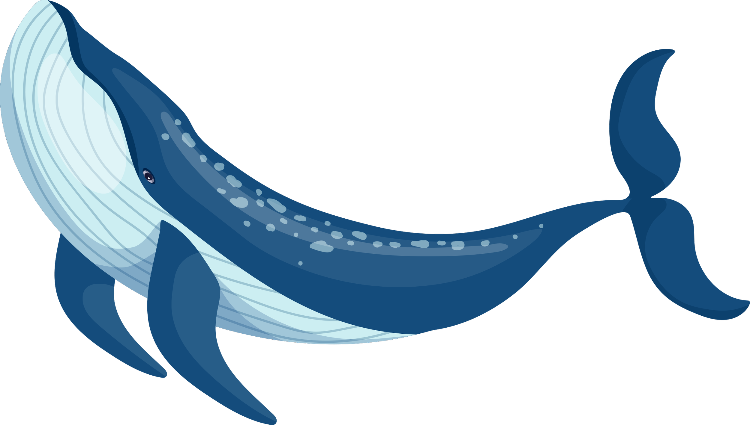 Illustration of a whale with a blue back and a lighter underside, swimming in the ocean.