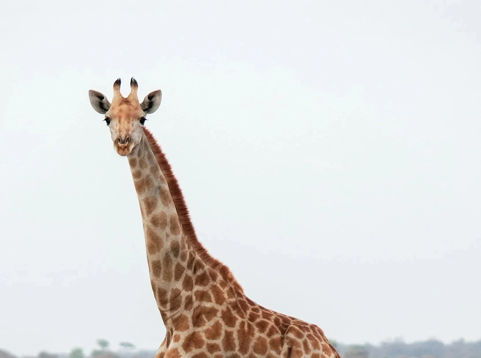 A close-up of a giraffe with a pale sky background, showing its head and long neck with brown spots and ossicones.