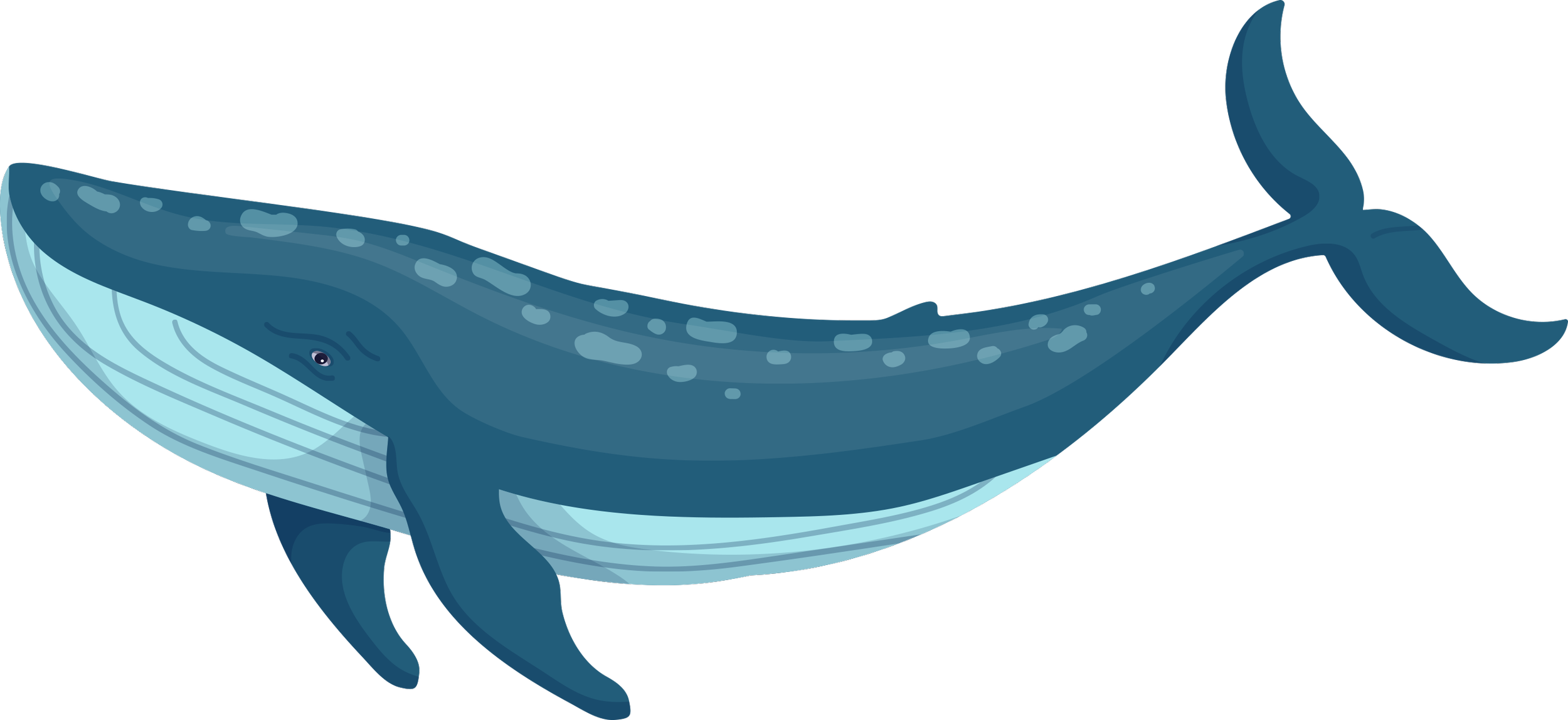 Illustration of a whale swimming with its mouth open.