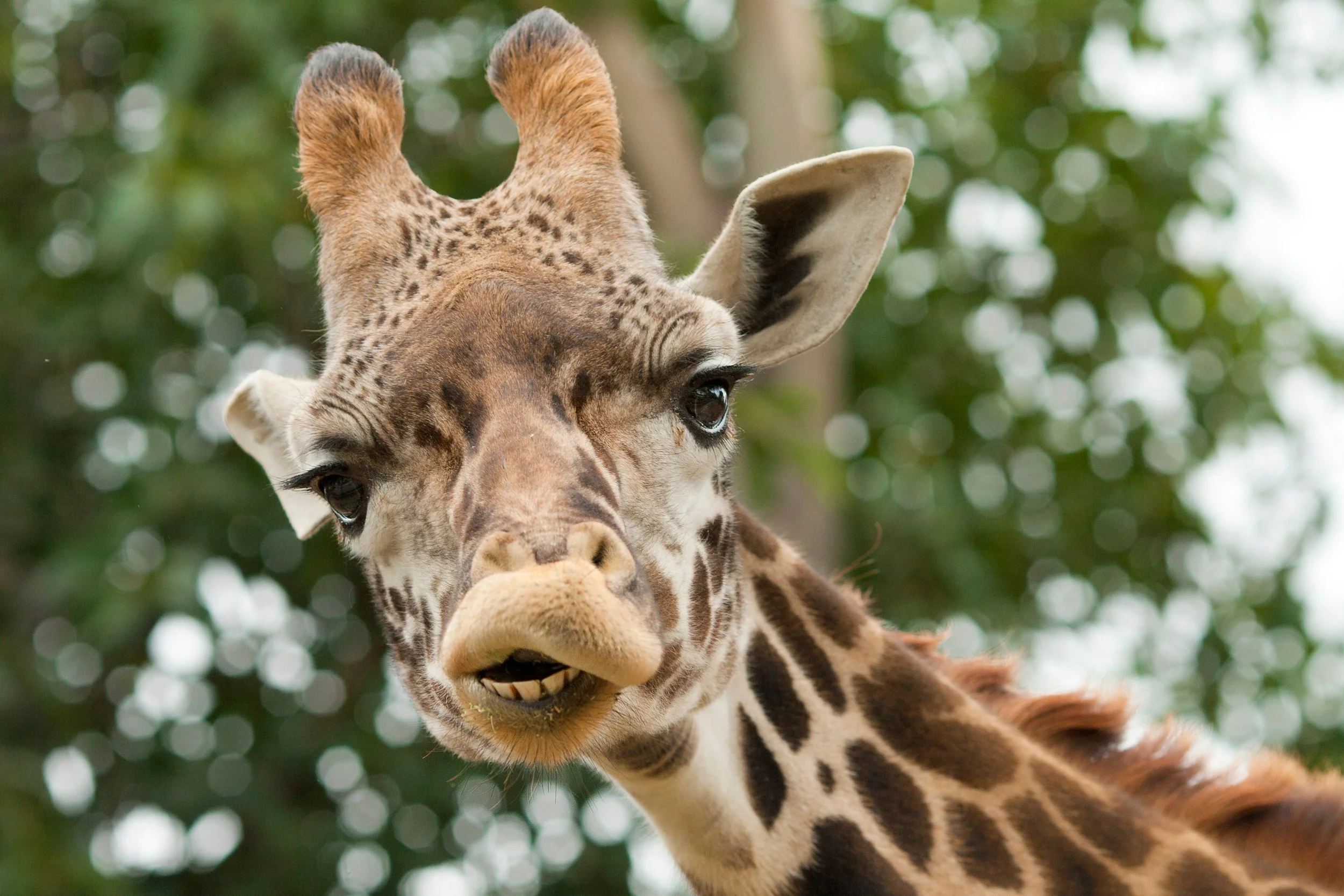 A close-up image of a giraffe looking at the camera with a leafy background.