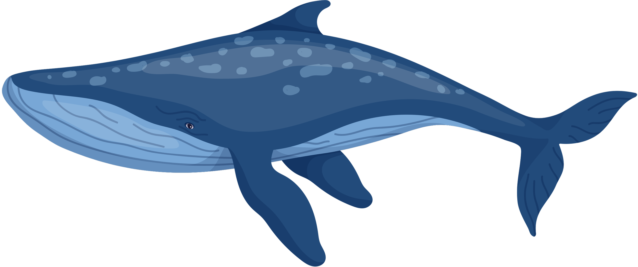 Illustration of a whale shark with blue body, white spots, and a wide mouth, swimming sideways.