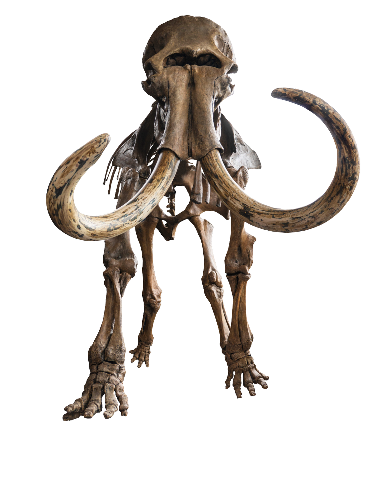 Fossilized mammoth skeleton with large curved tusks on display.