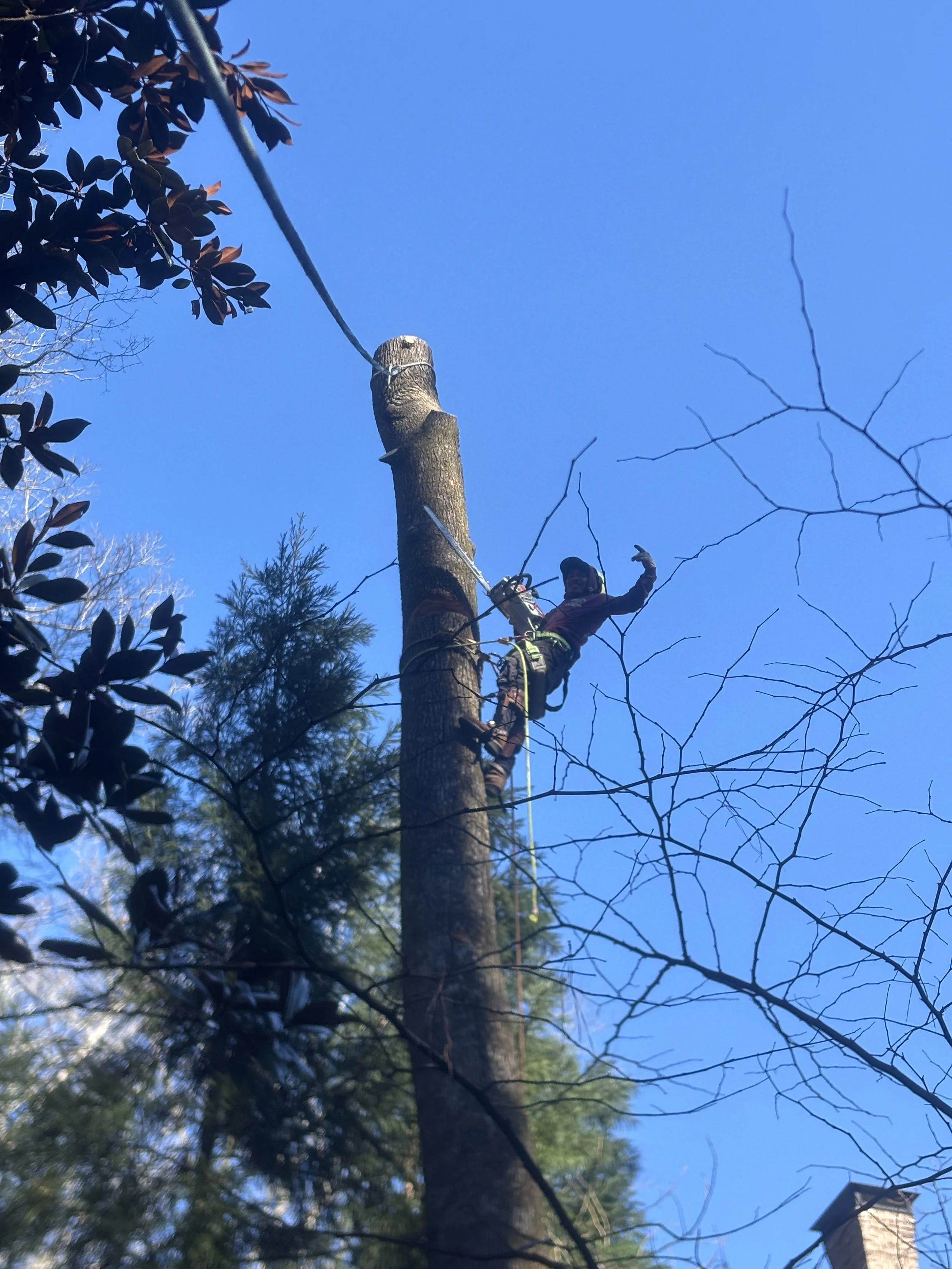 A person wearing safety gear stands on a ladder and trims a tall tree with a chainsaw. The person is in a tree with a blue sky background and some other trees visible.