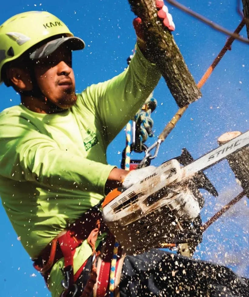 Timber Tree Services certified arborist in safety gear cutting a large tree branch with a chainsaw during a residential tree removal