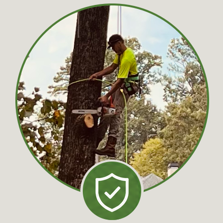 A person using a chainsaw to cut a tree trunk while wearing safety gear, including a helmet and harness, outdoors with trees in the background.