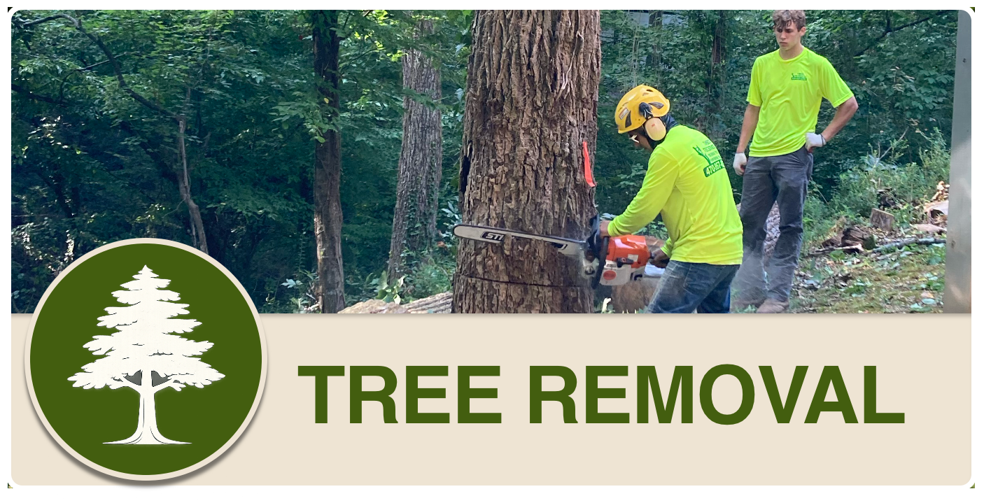 Two workers in neon shirts and helmets cutting down a tree in a wooded area.