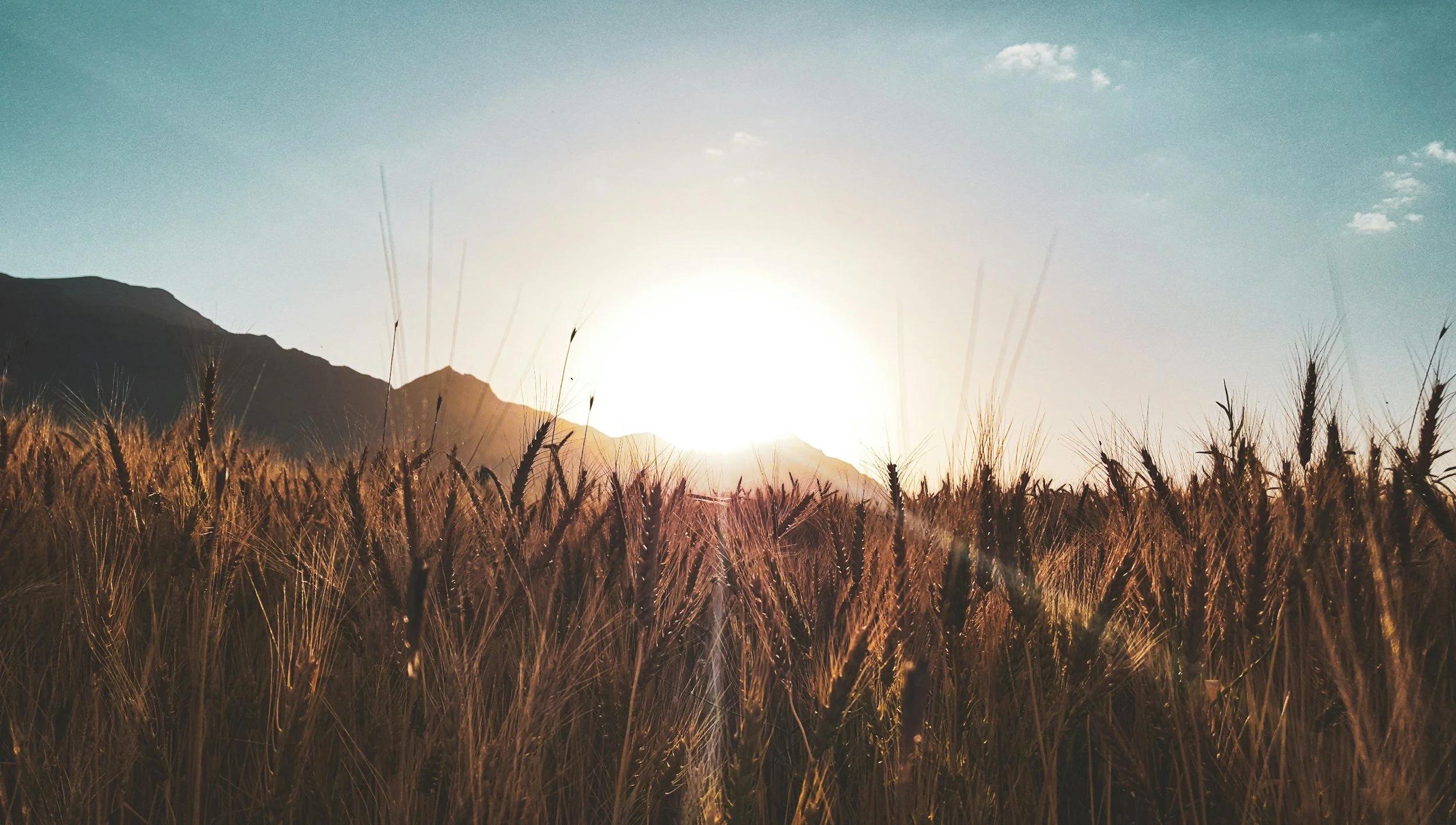Sunset over a wheat field with mountains in the background and a few clouds in the sky.