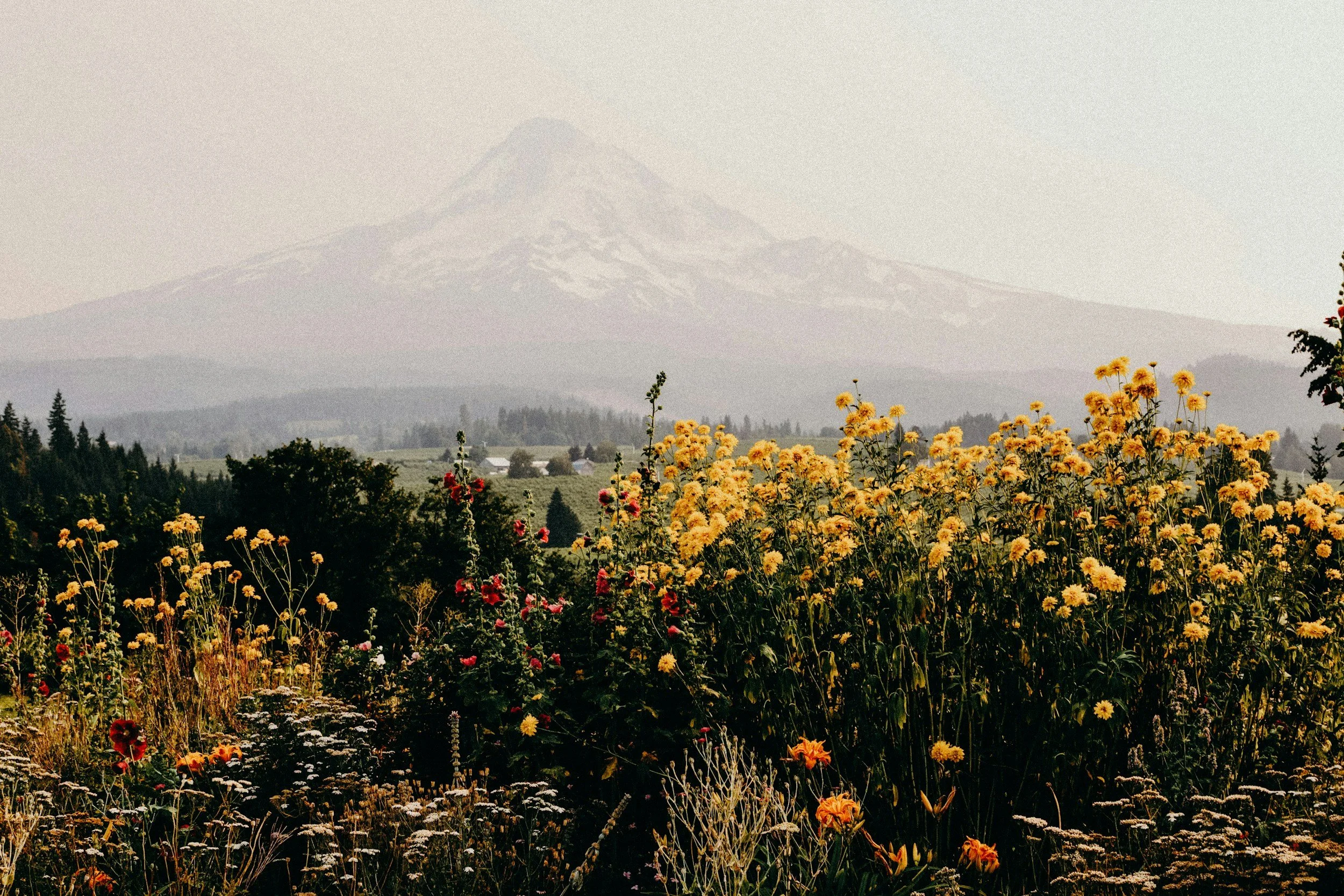 A landscape with yellow and red flowers in the foreground, green trees and fields in the middle ground, and a snow-capped mountain in the background.