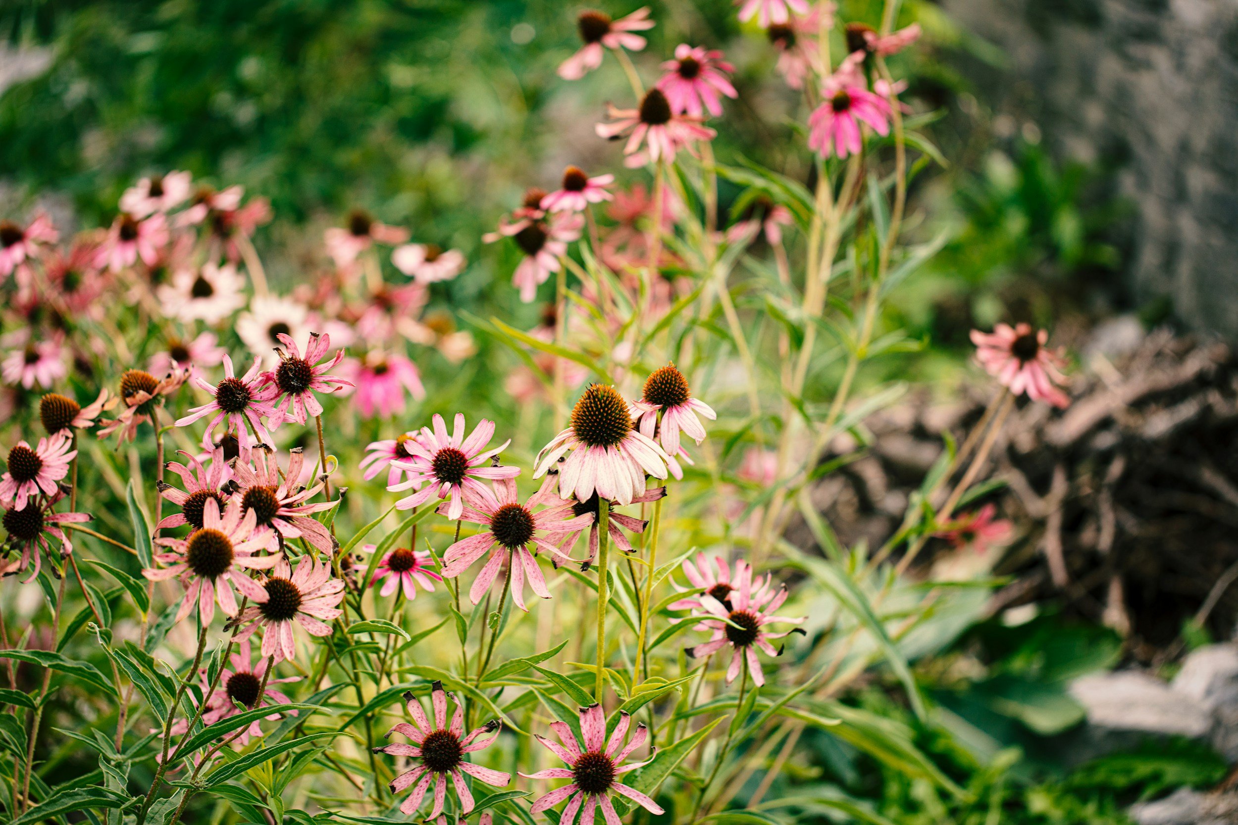 Pink coneflowers growing in a garden with blurred green foliage in the background.