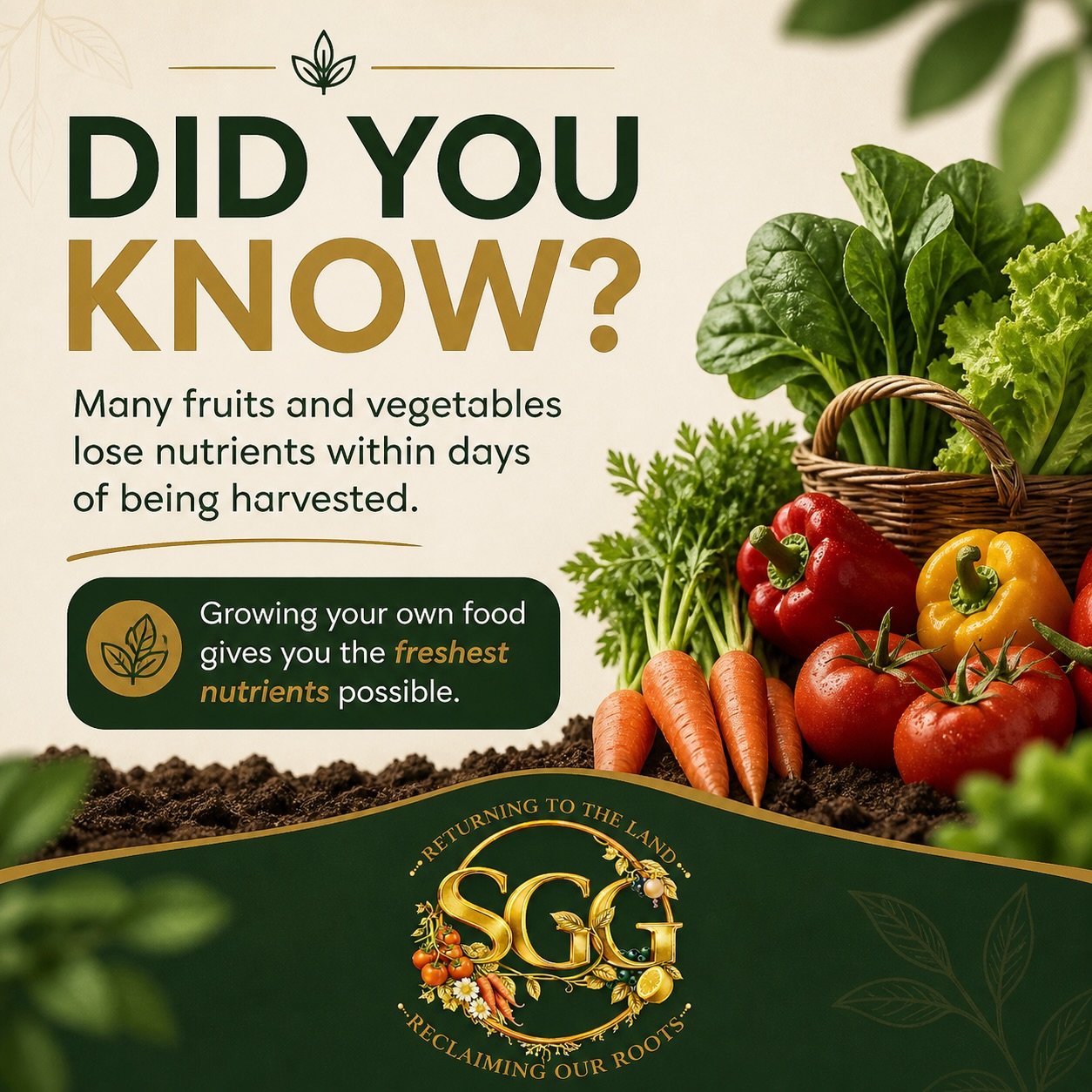 Did you know fruits and vegetables lose nutrients within days of being harvested?

Growing your own food = fresher nutrients 🌱

#FreshFoodMatters #GrowYourOwn #HealthyLiving #UrbanGardening #SGGFoundation