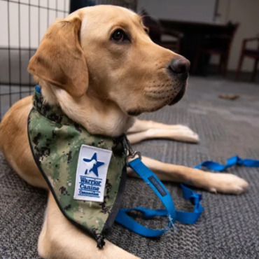 Training service dogs for military members is therapy for veterans at Penn’s new program