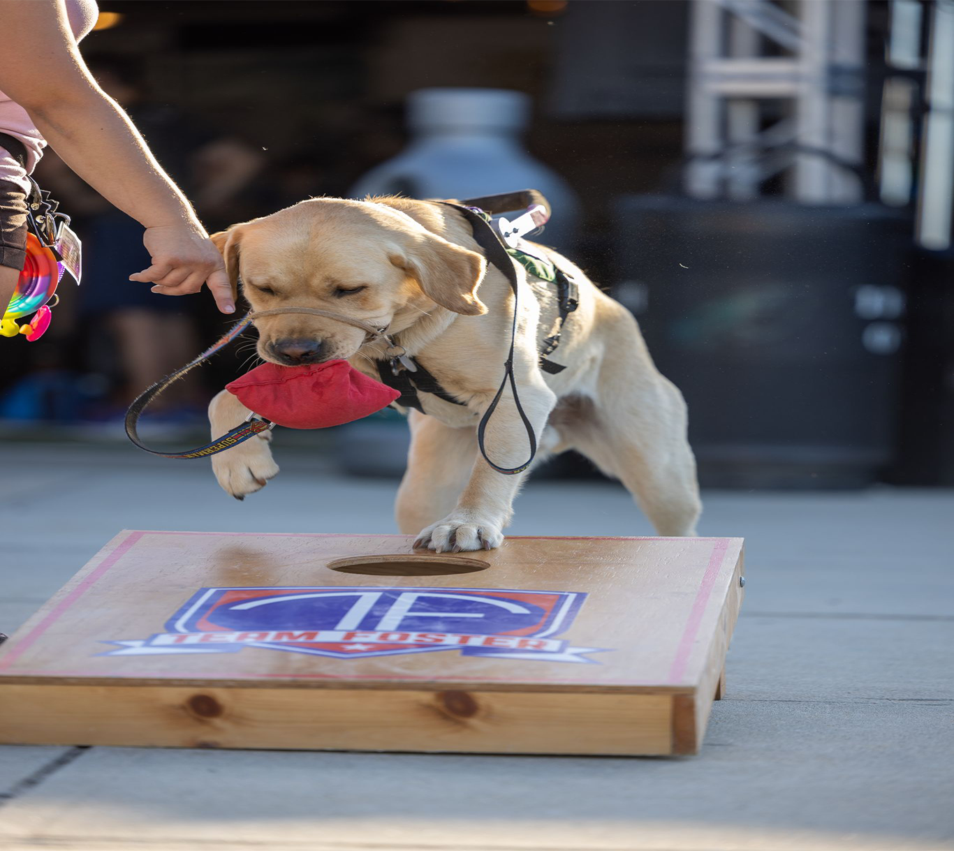 Service Dog Saves Military Veteran’s Life