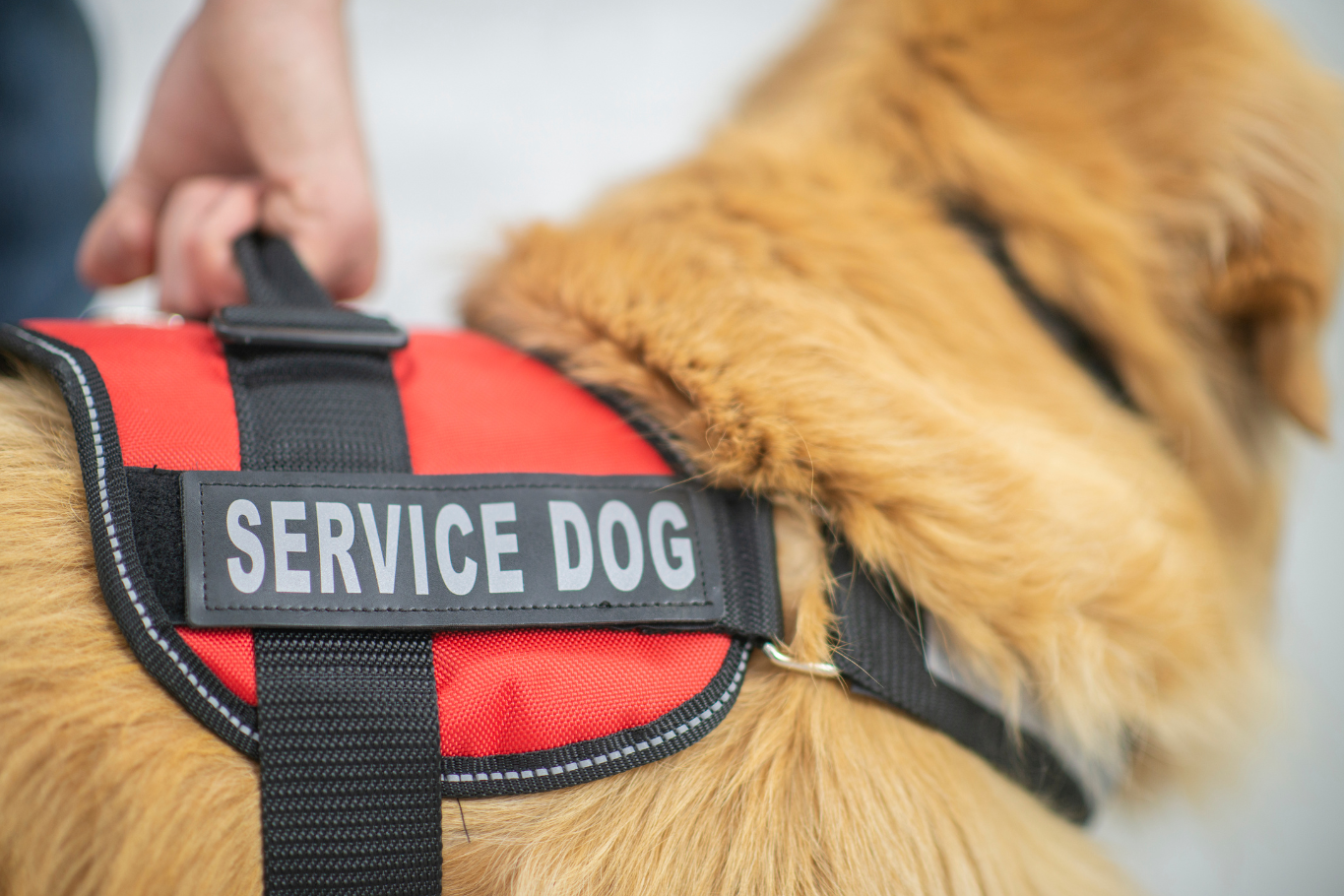 Qualified to Serve: Highlighting the Service Dog Accreditation Process